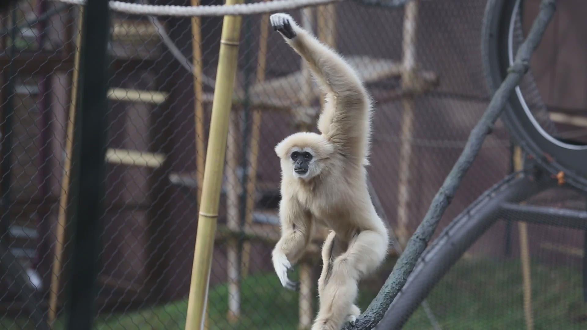 1920x1080 Welcome to the Zoo Knoxville Gibbon Cam!