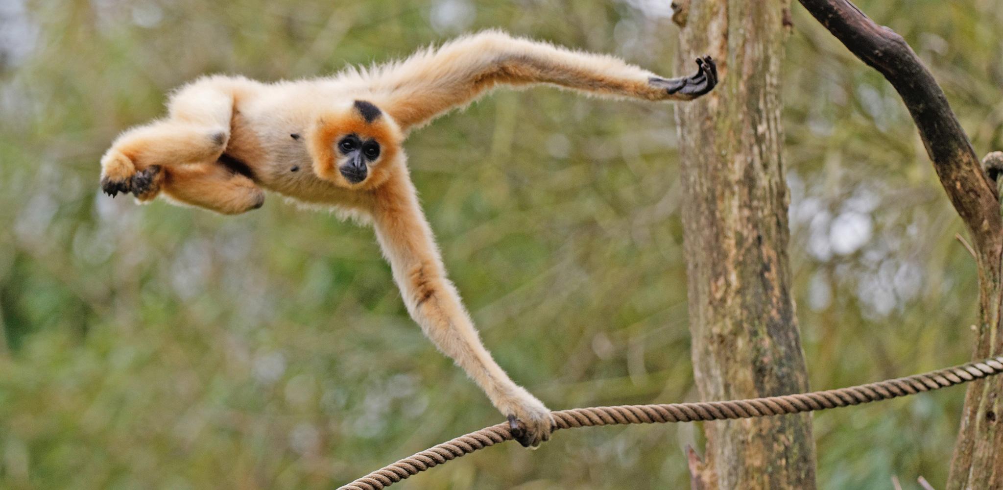 2048x1000 Gibbon In HQ