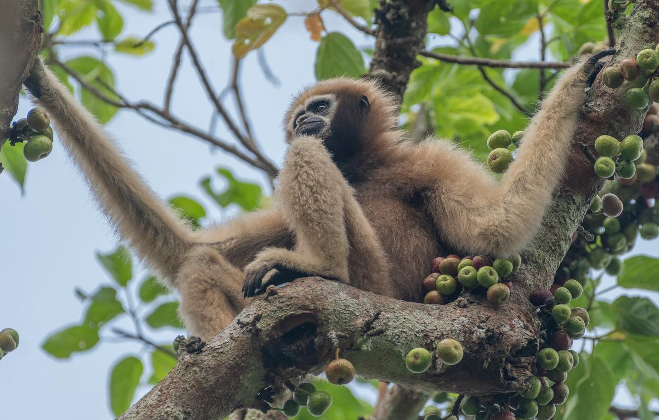 1332x850 Wallpaper leaves, branches, tree, fruit, monkey, sitting, Gibbon image for desktop, section животные