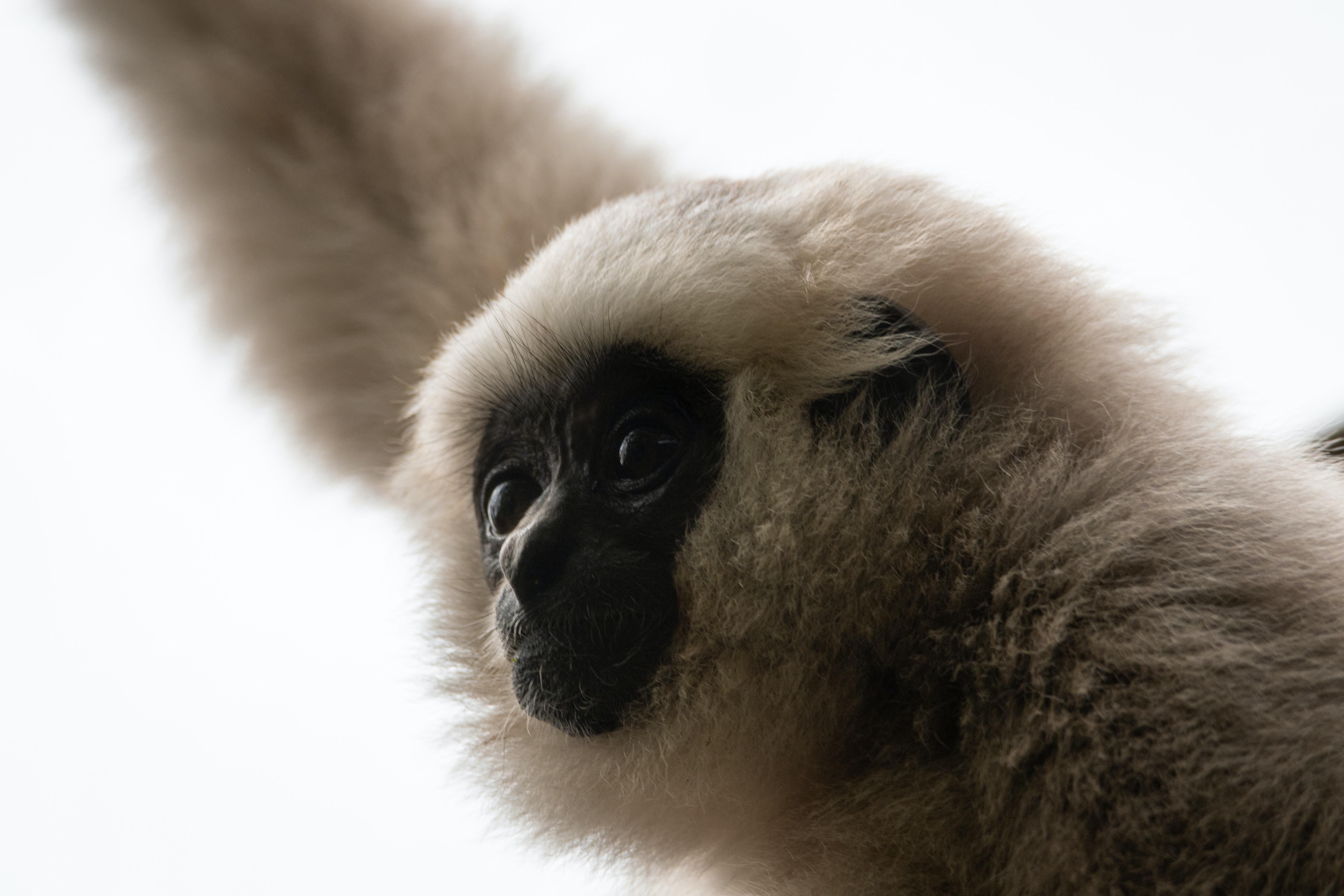 5568x3712 Gibbon Photo, Download The BEST Free Gibbon & HD Image