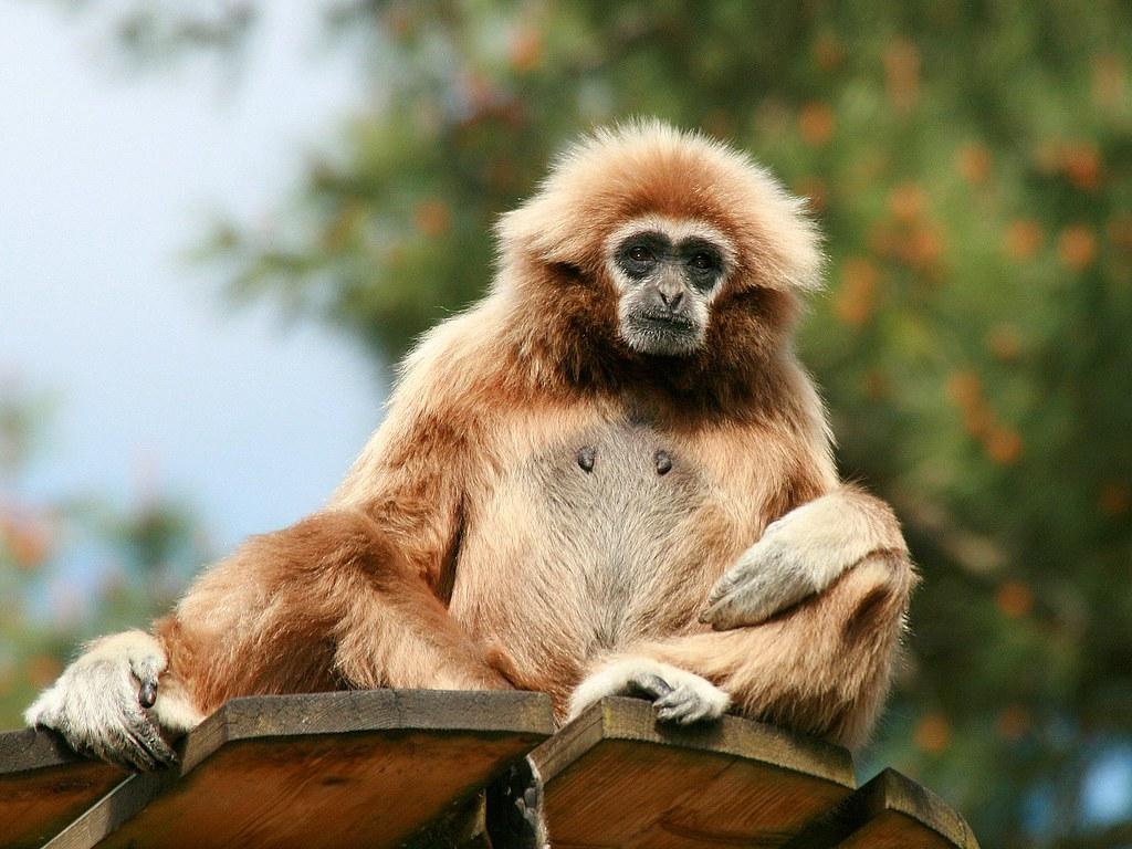 1024x768 Gibbon main blanche. Je vous vois de là haut !!