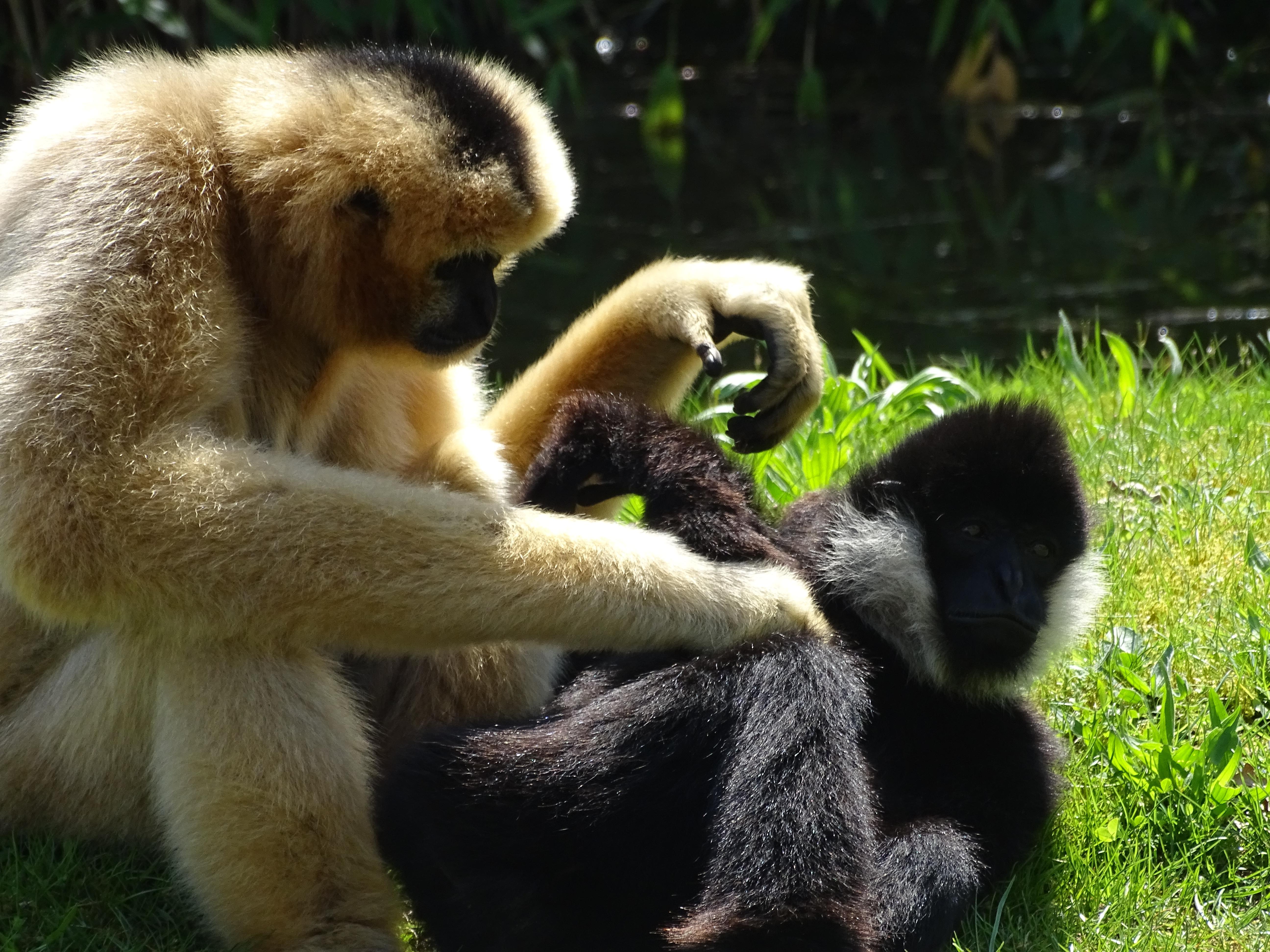 5184x3888 Planckendael Zoo Northern White Cheeked Gibbon