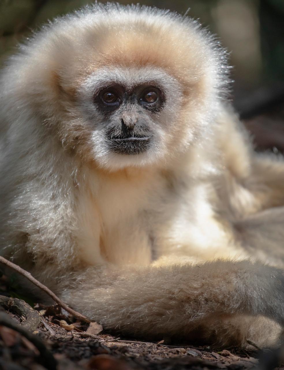 984x1280 Gibbon. Monkeyland Primate Sanctuary, Plettenberg Bay, South Africa