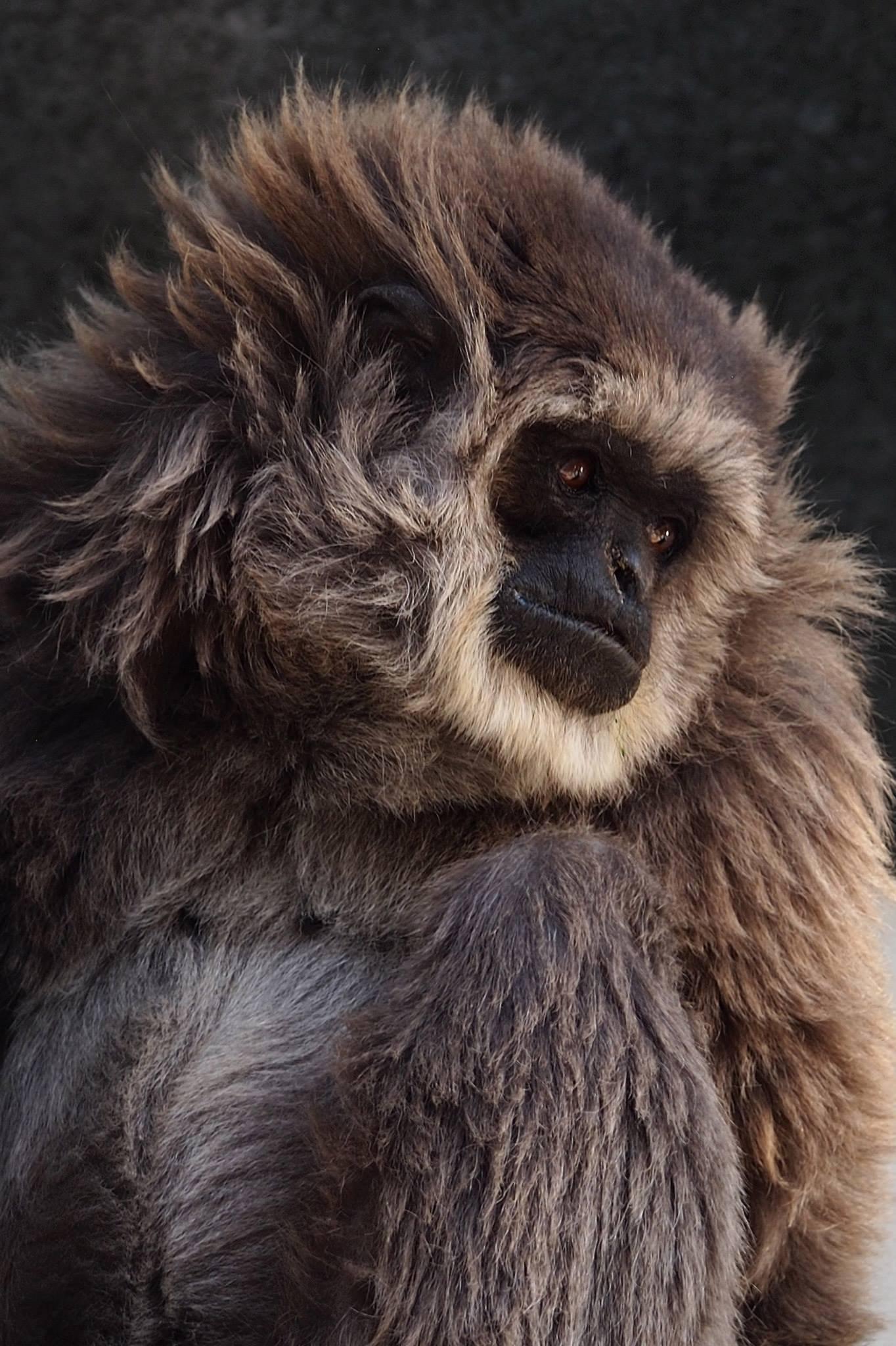 1364x2048 Gibbons Daily Gibbon hairstyle inspiration