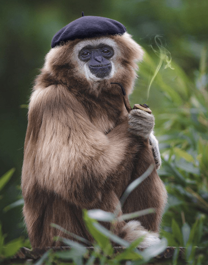 800x1017 Epic Photohop Battle: Gentle Gibbon Holding A Flower Can Has Cheezburger?