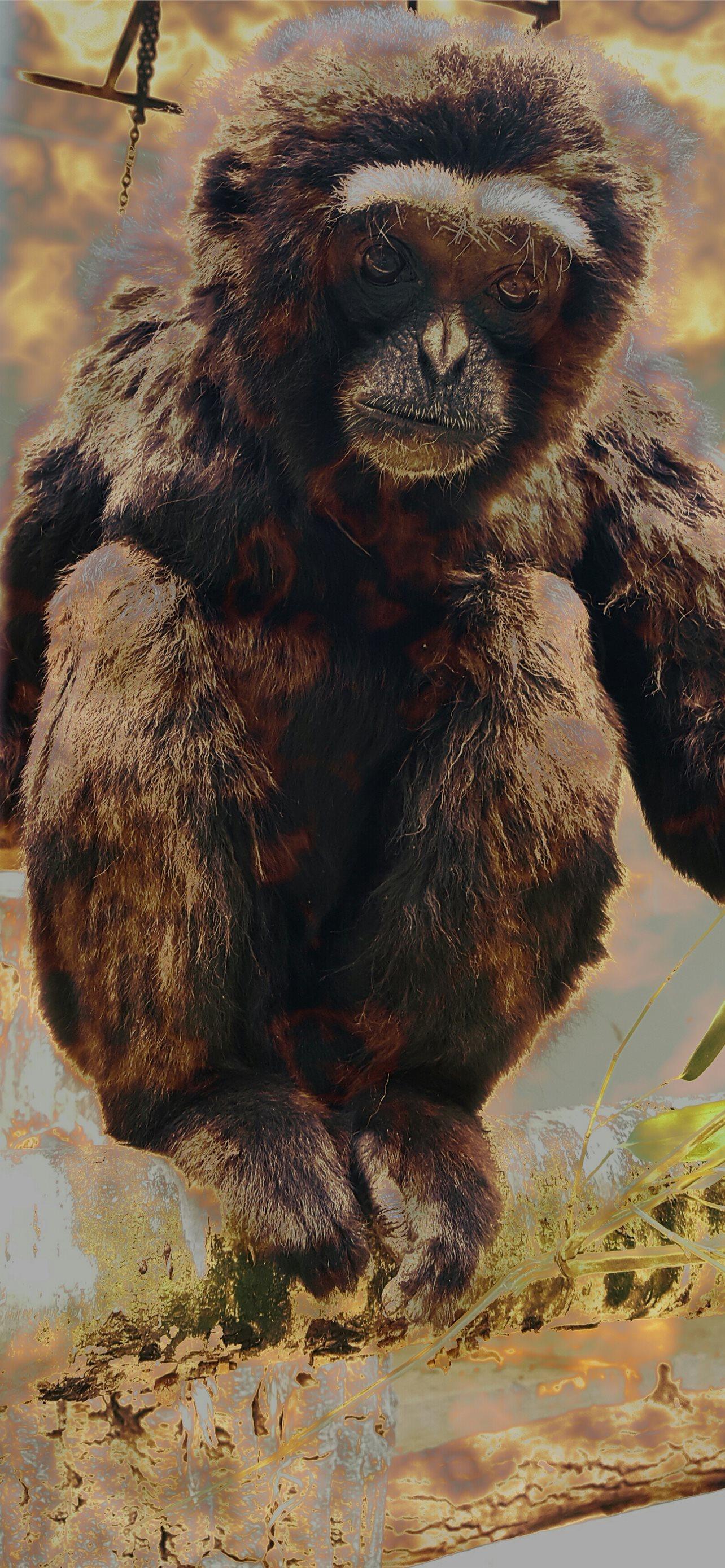 1284x2778 gibbon iPhone Wallpaper Free Download