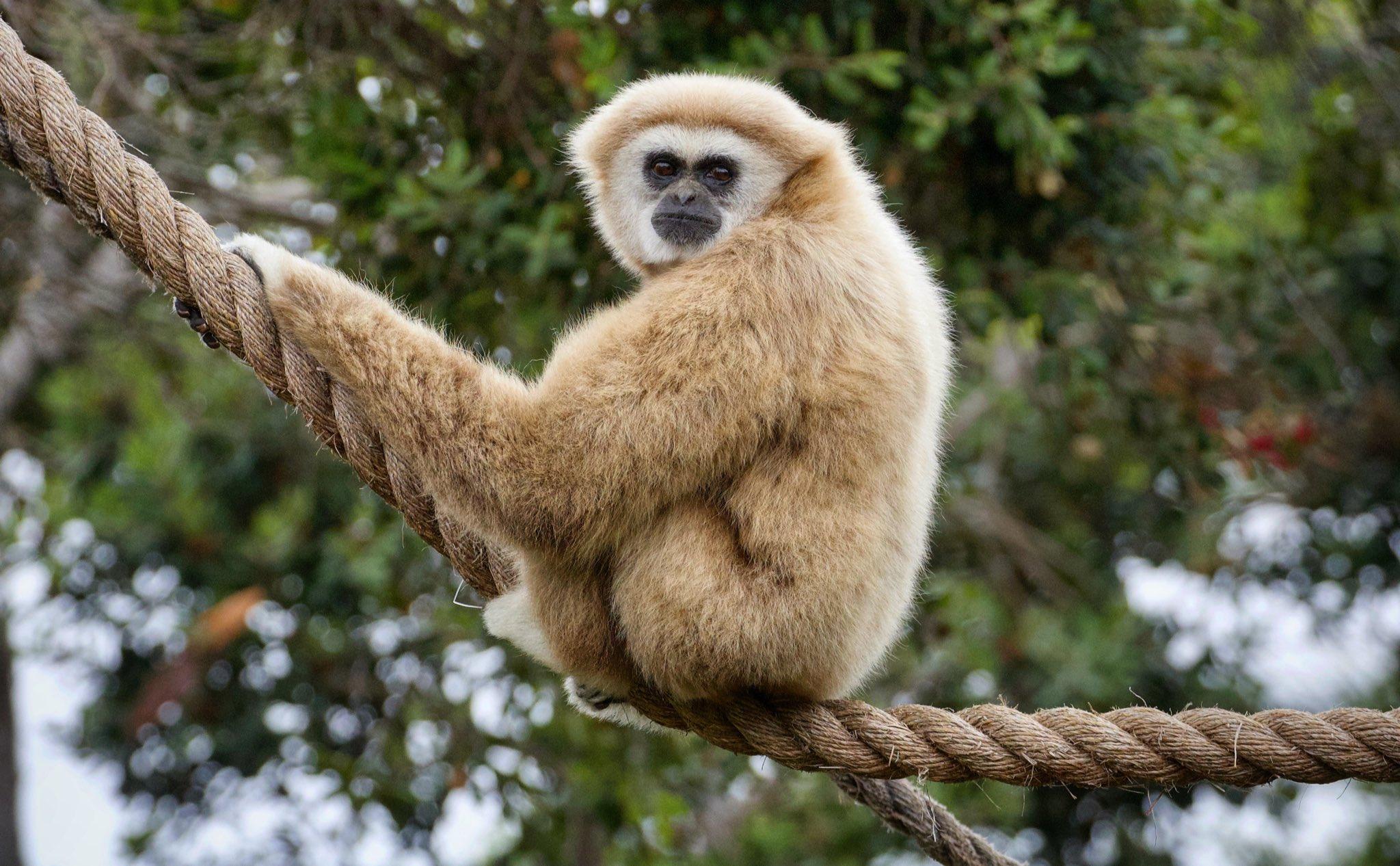 2048x1266 Santa Barbara Zoo's out here living a really balanced life