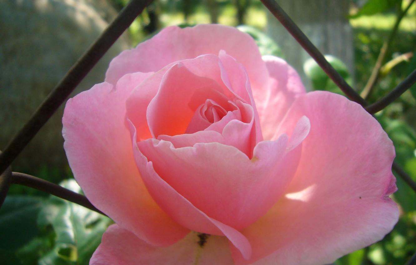 1332x850 Wallpaper rose, shadow, garden image for desktop, section цветы