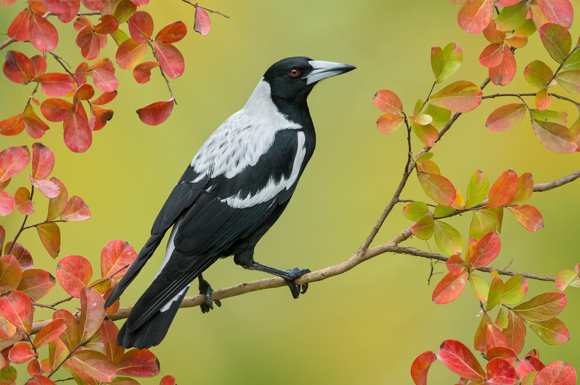 1920x1275 Magpie HD Wallpaper and Background