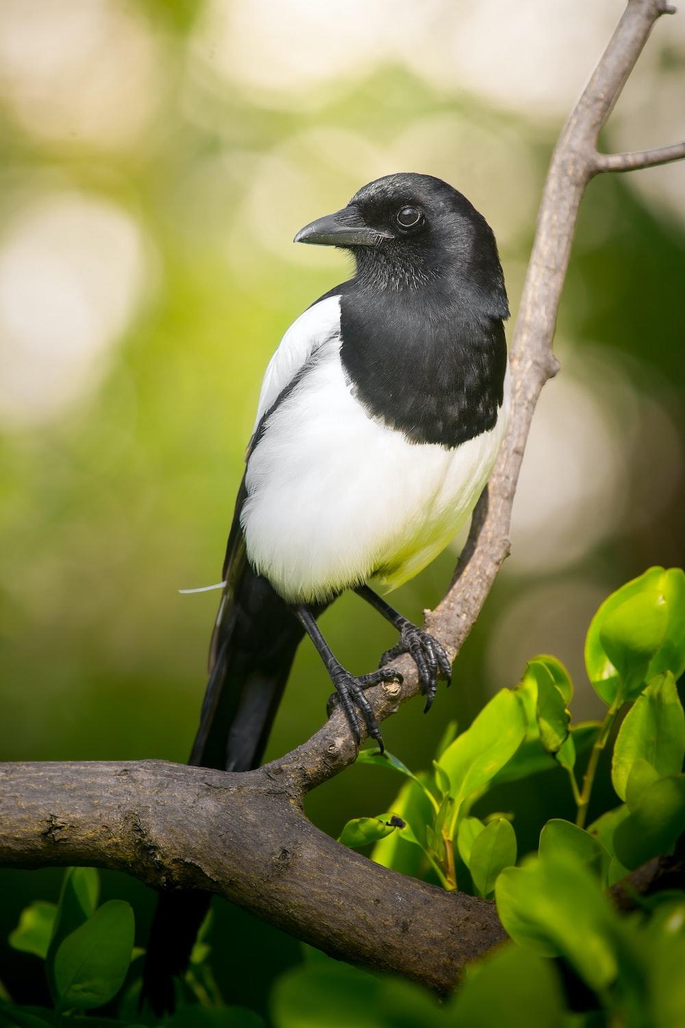 1000x1500 Magpie Picture. Download Free Image