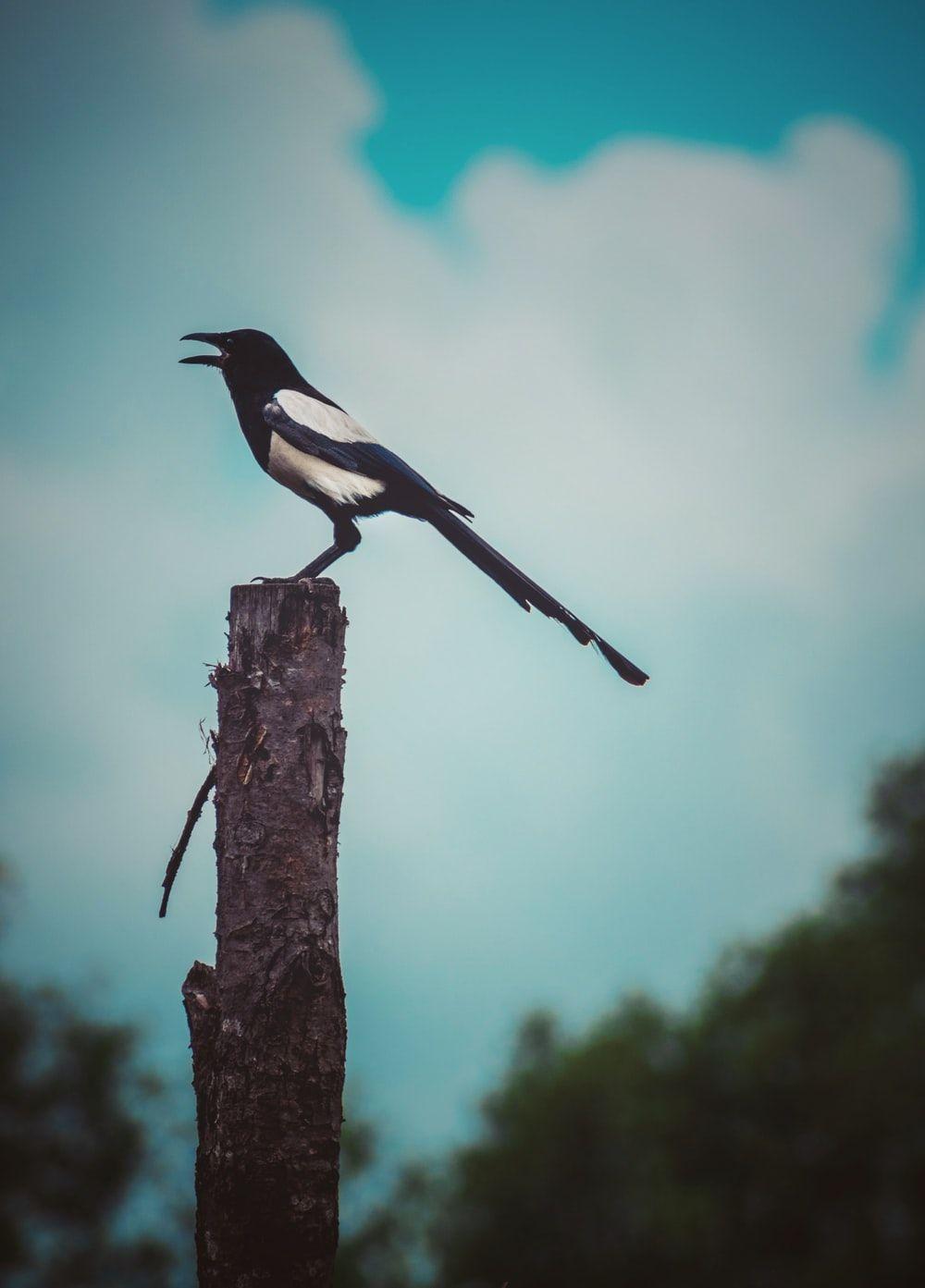 1000x1393 Magpie Wallpaper