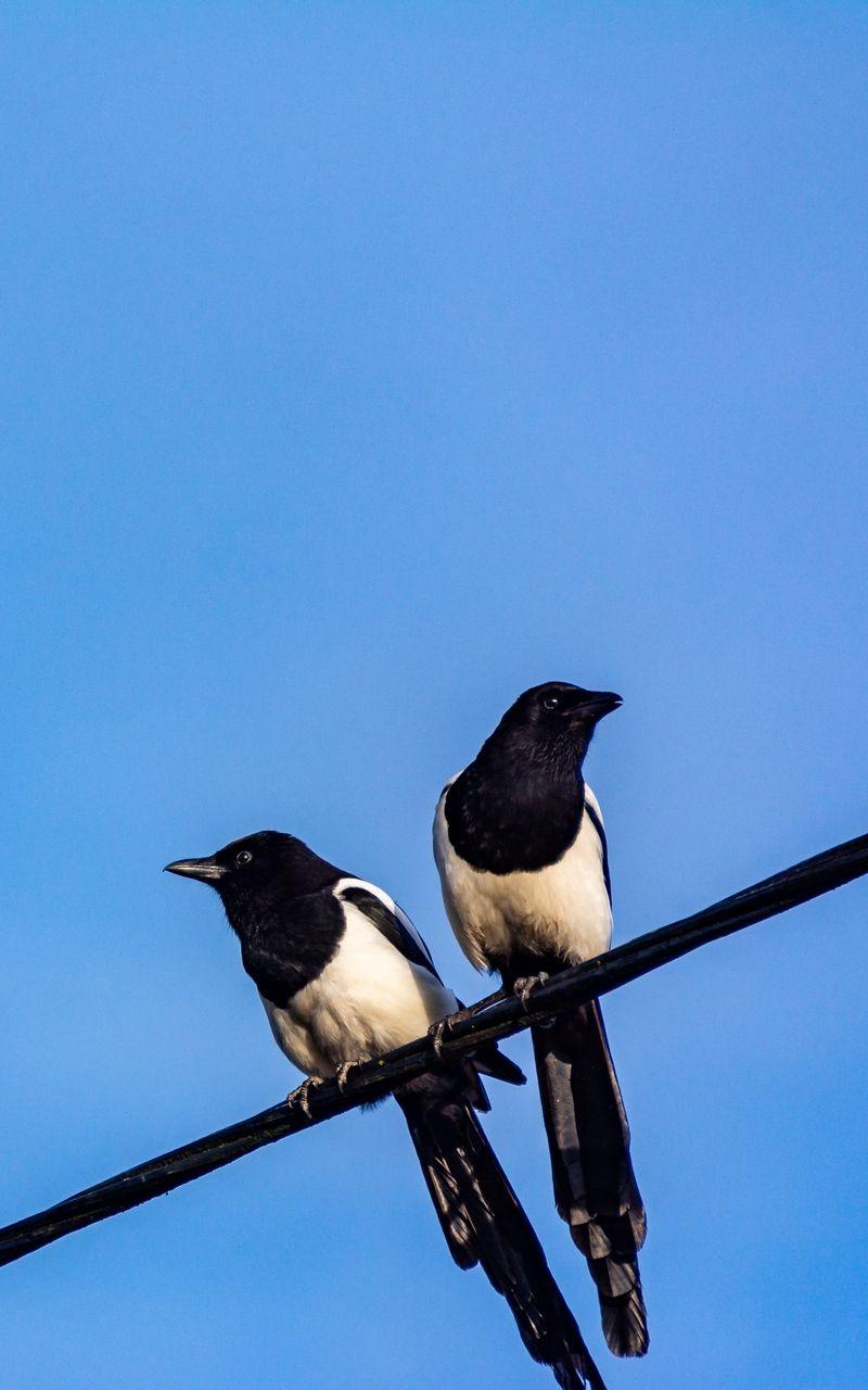 800x1280 Magpie Wallpaper