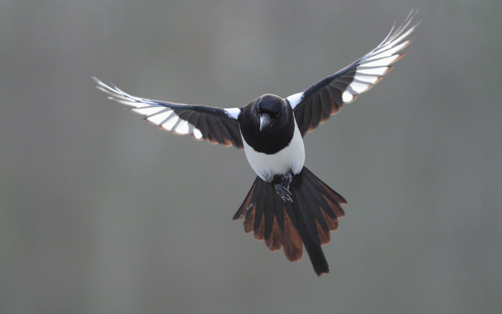 1920x1200 Magpie HD Wallpaper