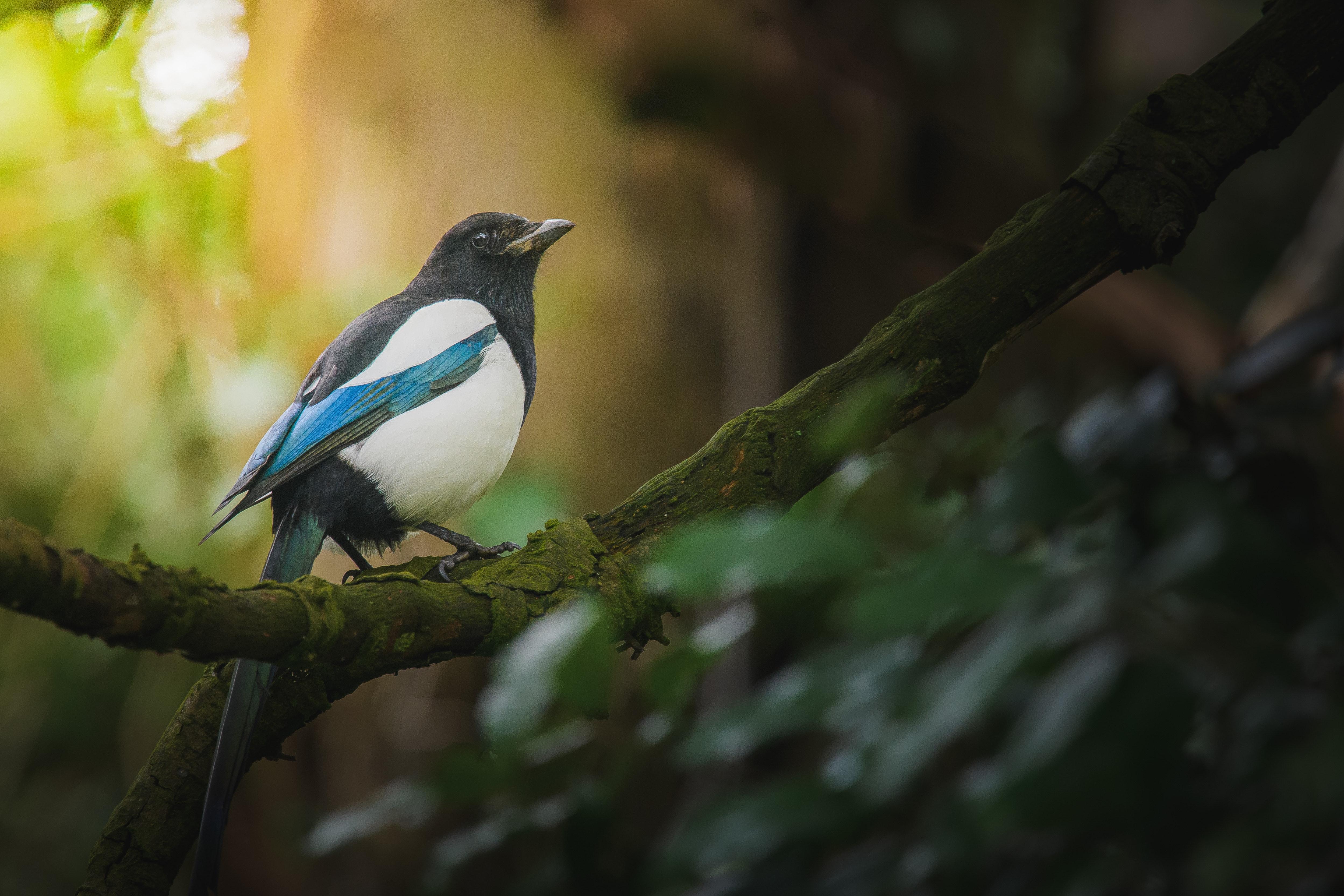 4995x3330 Magpie Photo, Download The BEST Free Magpie & HD Image