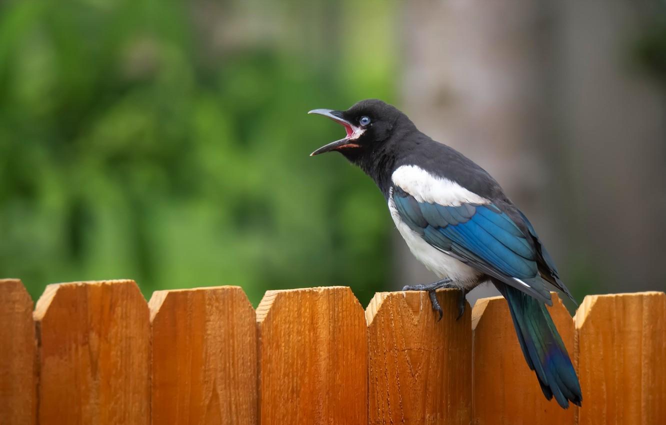 1332x850 Wallpaper Bird, The Fence, Black Billed Magpie Image For Desktop, Section животные