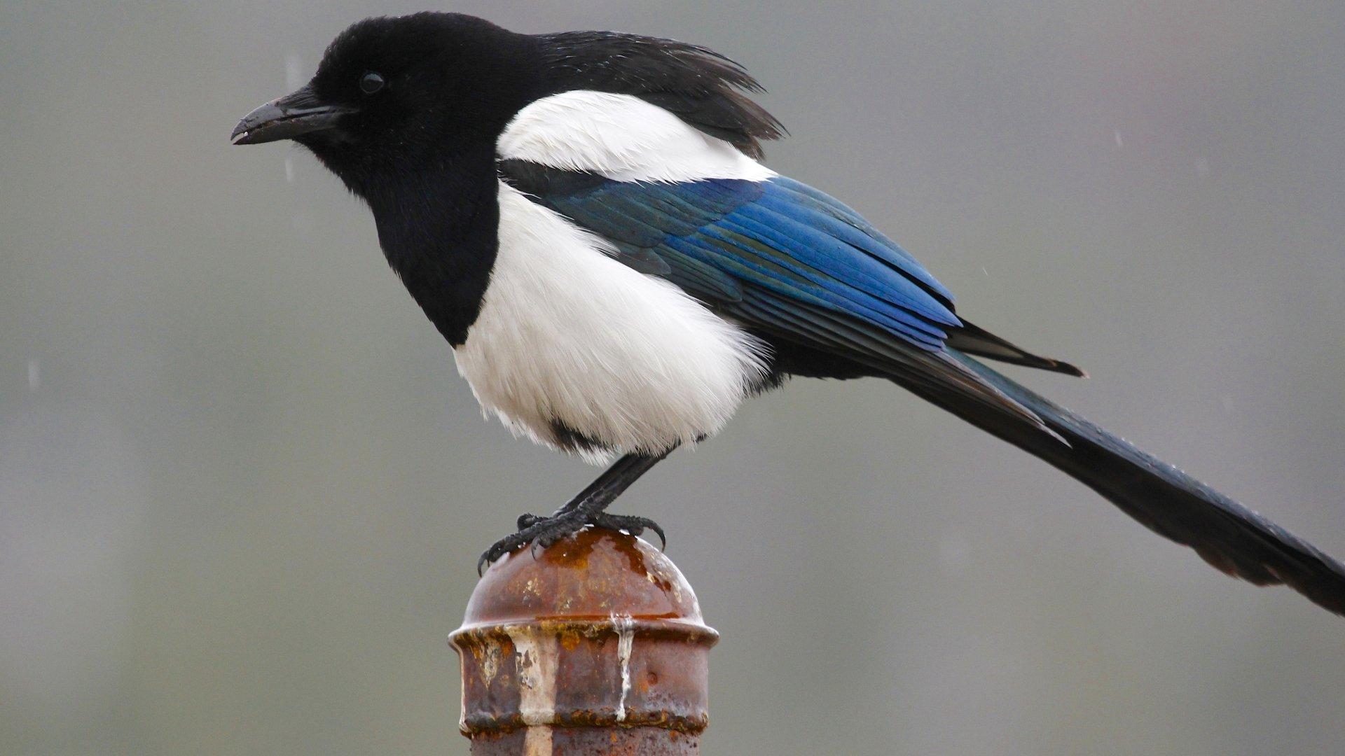 1920x1080 4K Magpie Wallpaper and Background Image