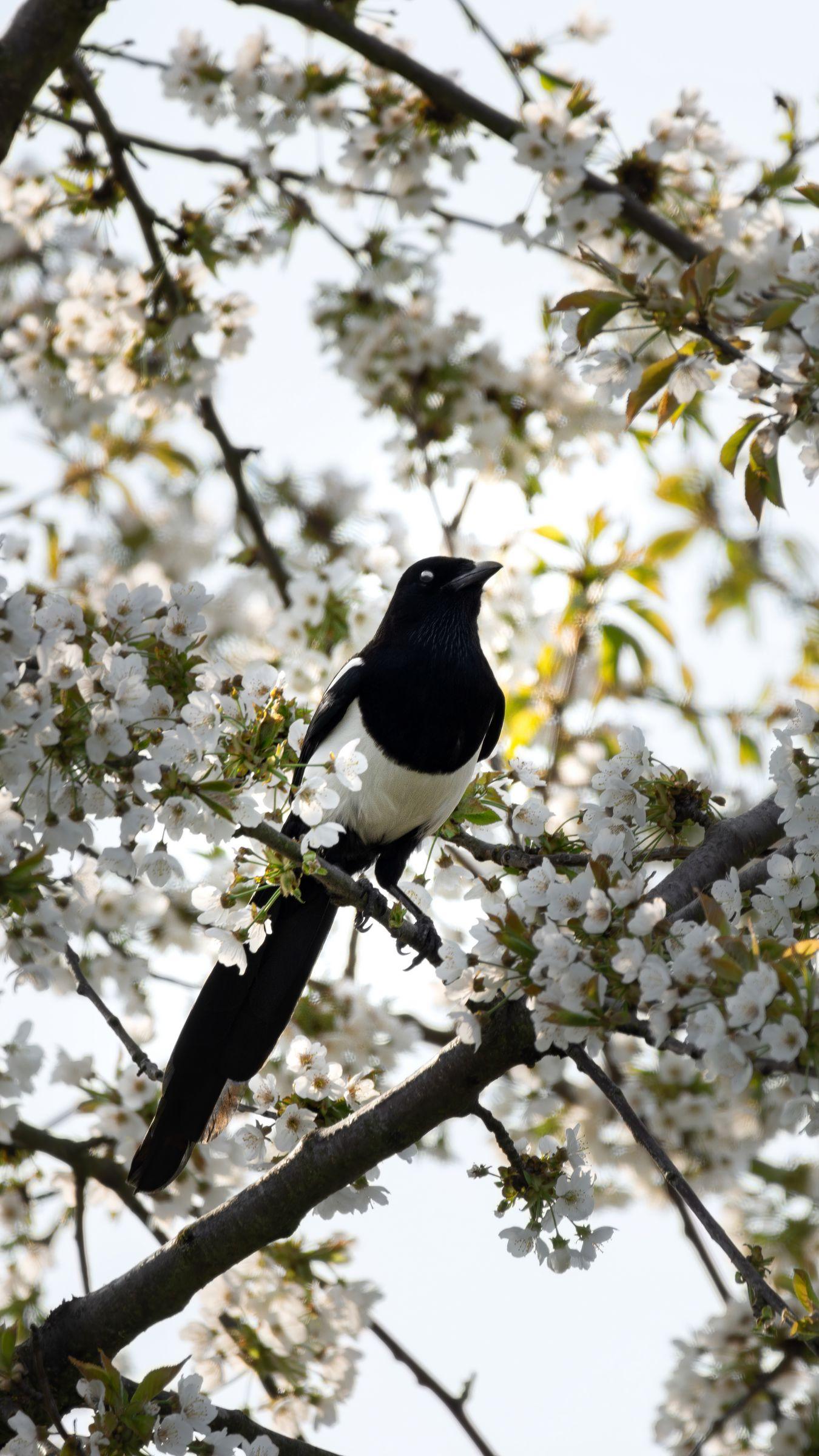 1350x2400 Download wallpaper 1350x2400 magpie, bird, flowering, branch iphone 8+/7+/6s+/for parallax HD background
