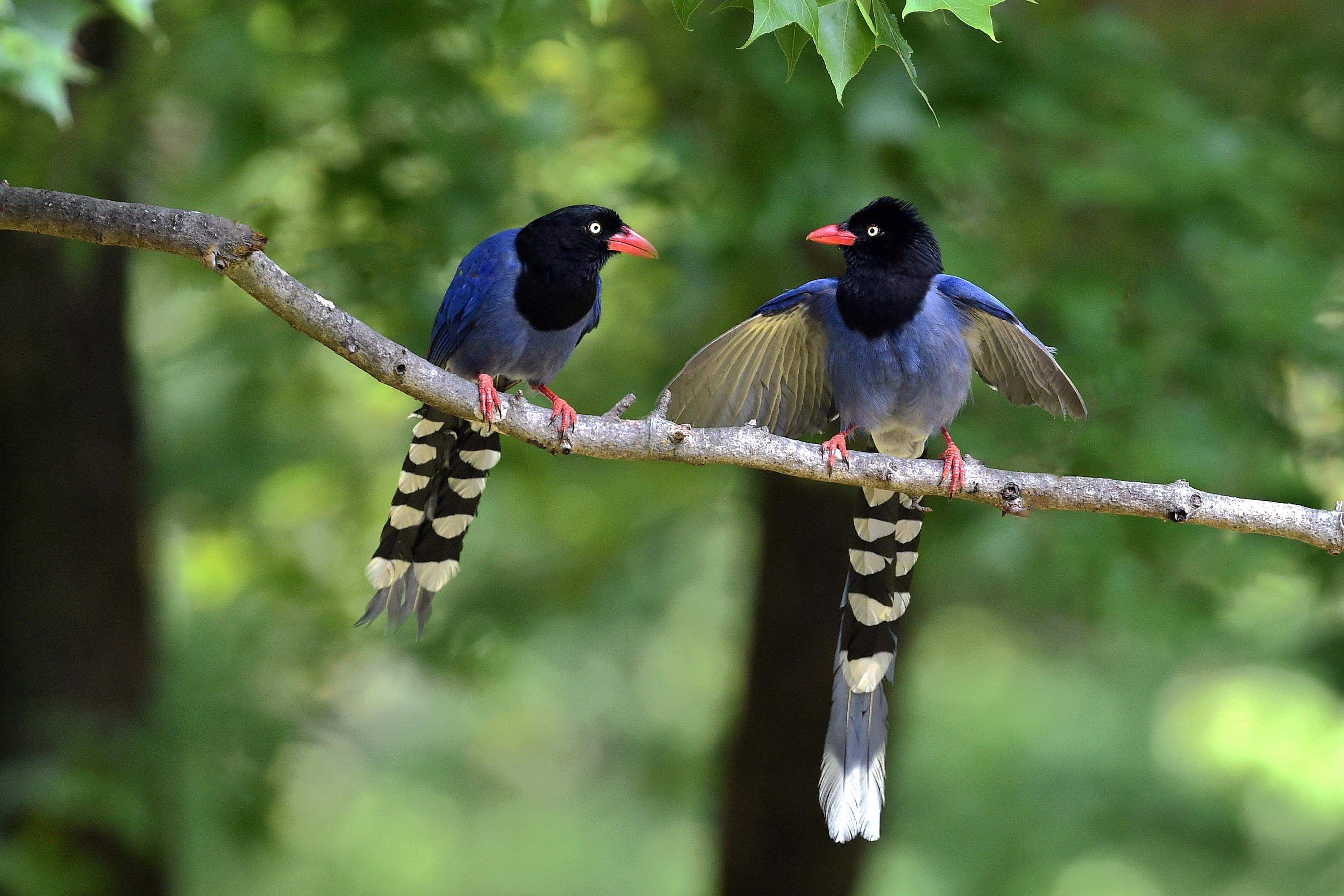 3000x2000 Magpie HD Wallpaper and Background