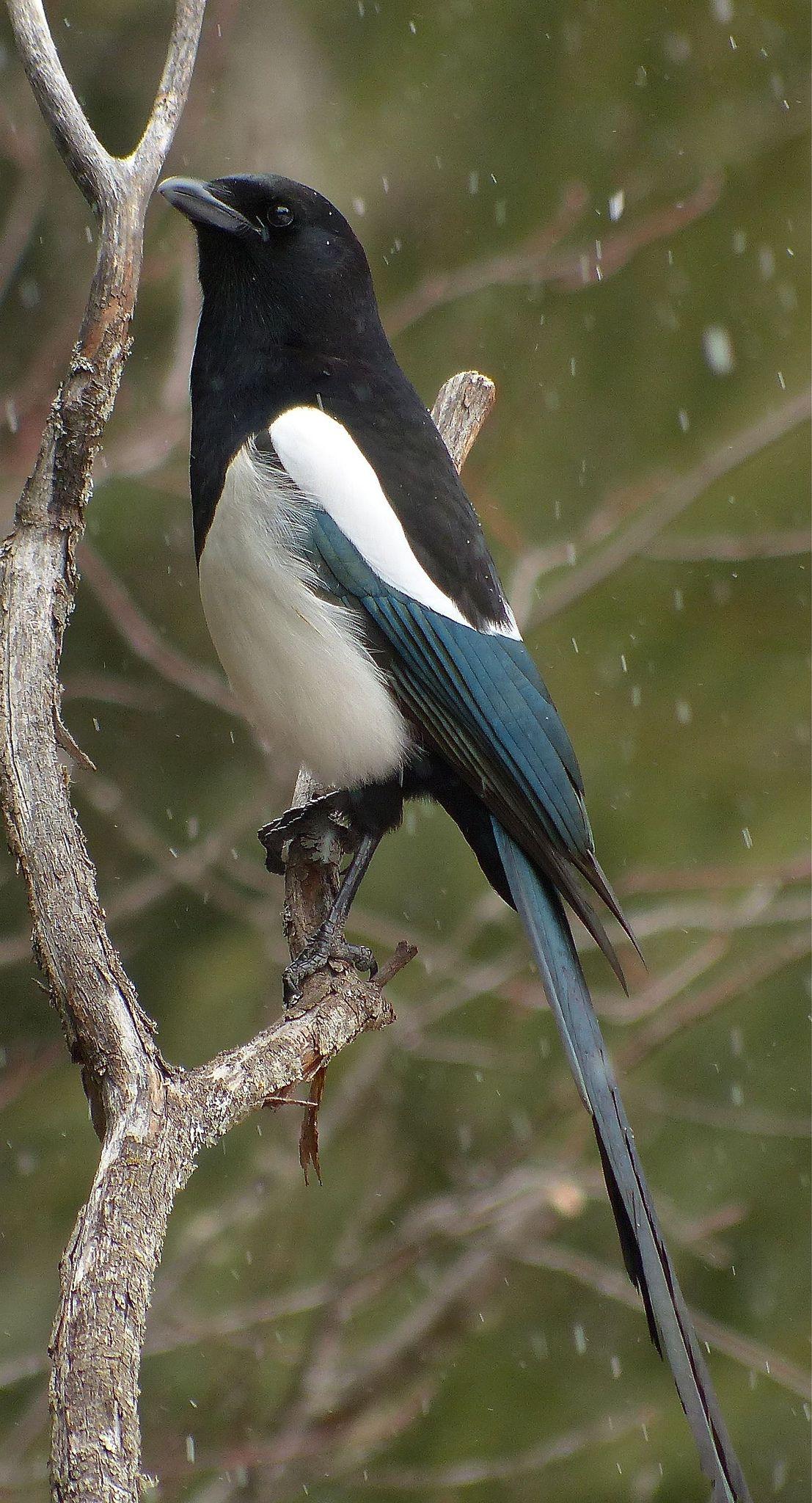 1107x2048 Black Billed Magpie. Nature birds, Beautiful birds, Pet birds