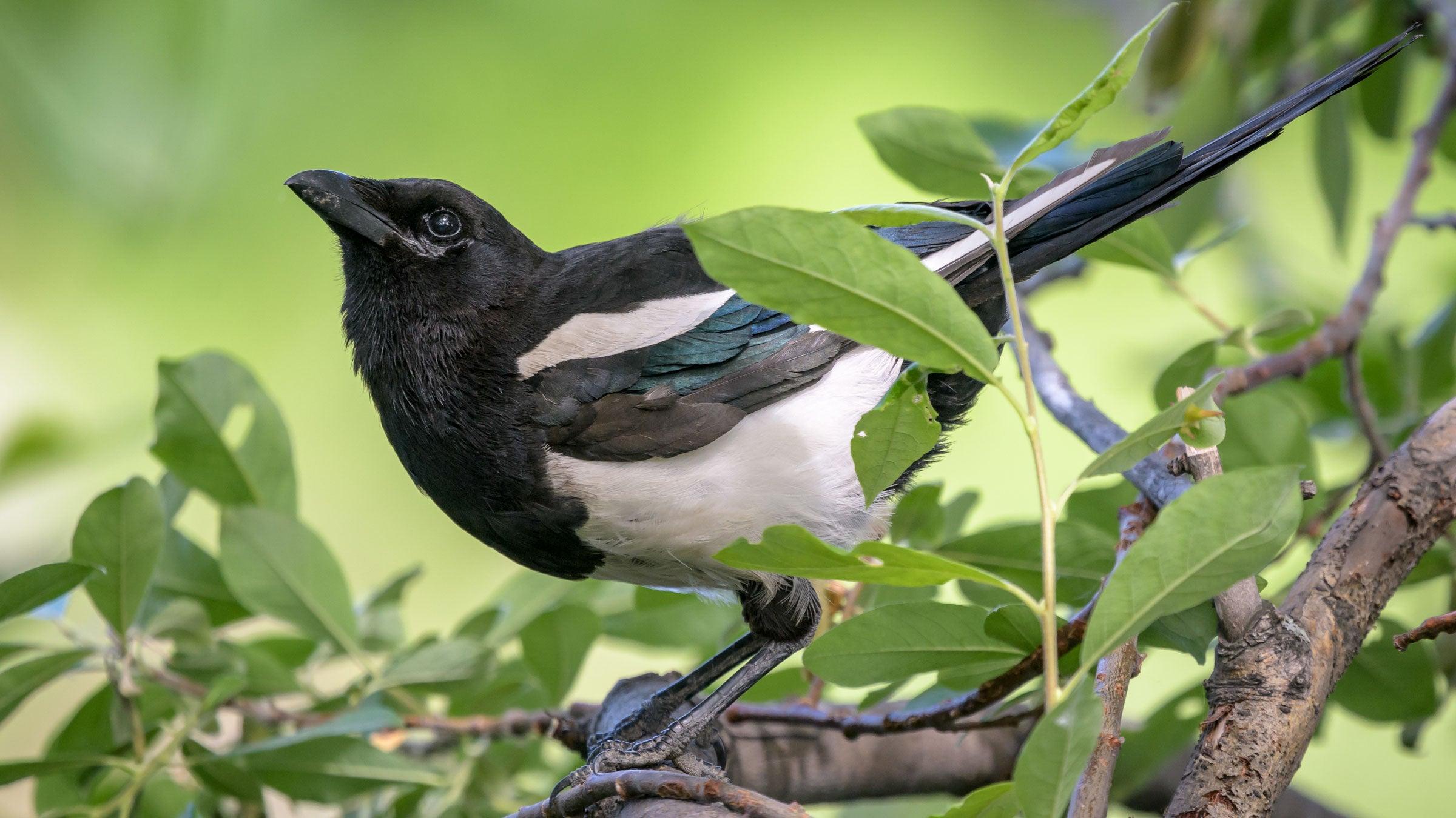 2400x1350 Black Billed Magpie. Audubon Field Guide