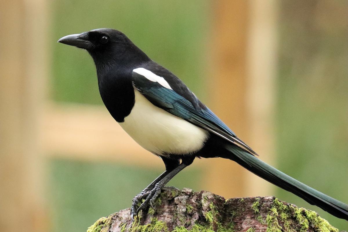1200x799 The thieving magpie stereotype isn't quite true. A Moment of Science Public Media