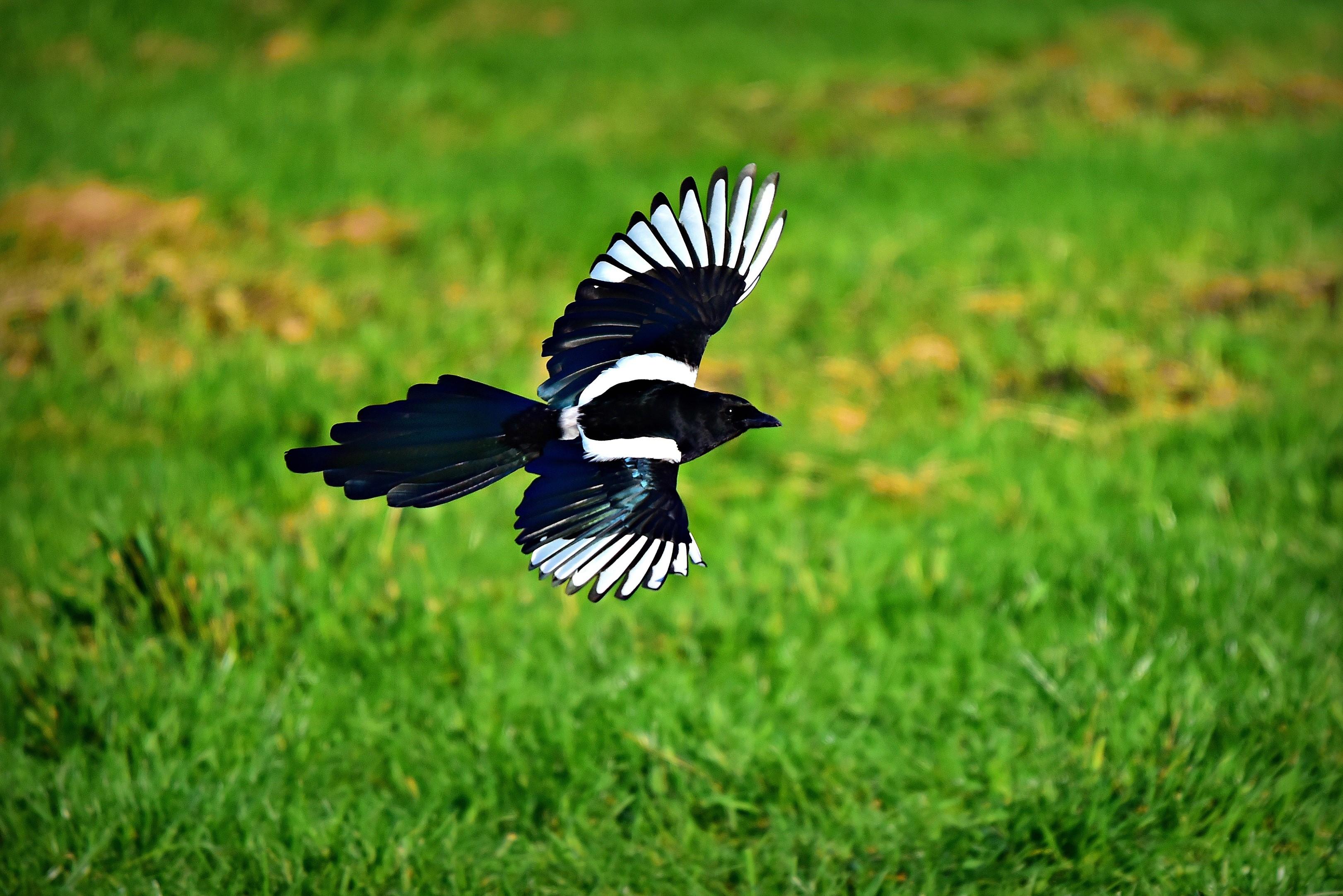 3243x2164 Eurasian magpie 1080P, 2k, 4k HD wallpaper, background free download