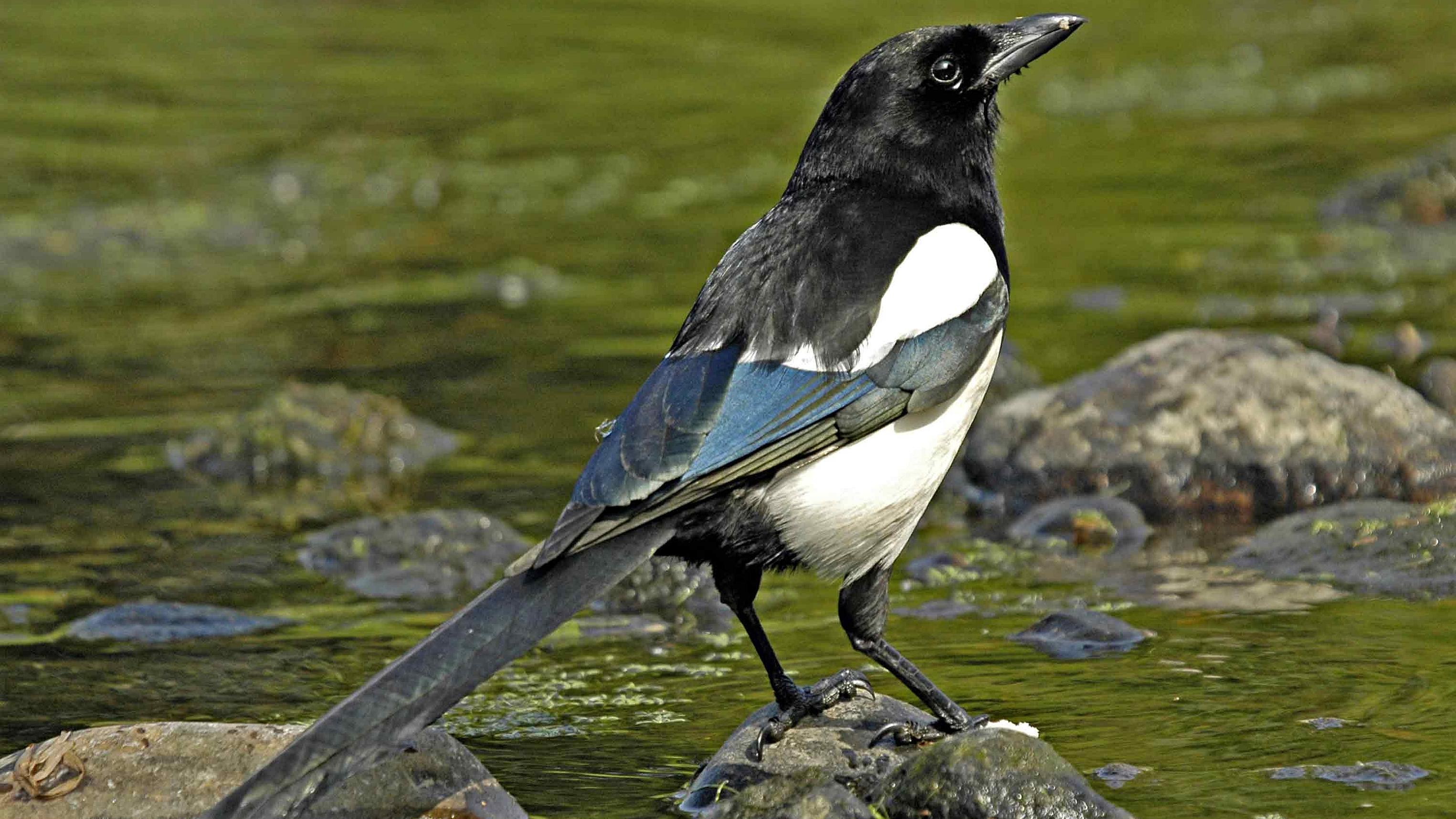 3050x1716 Magpie HD Wallpaper