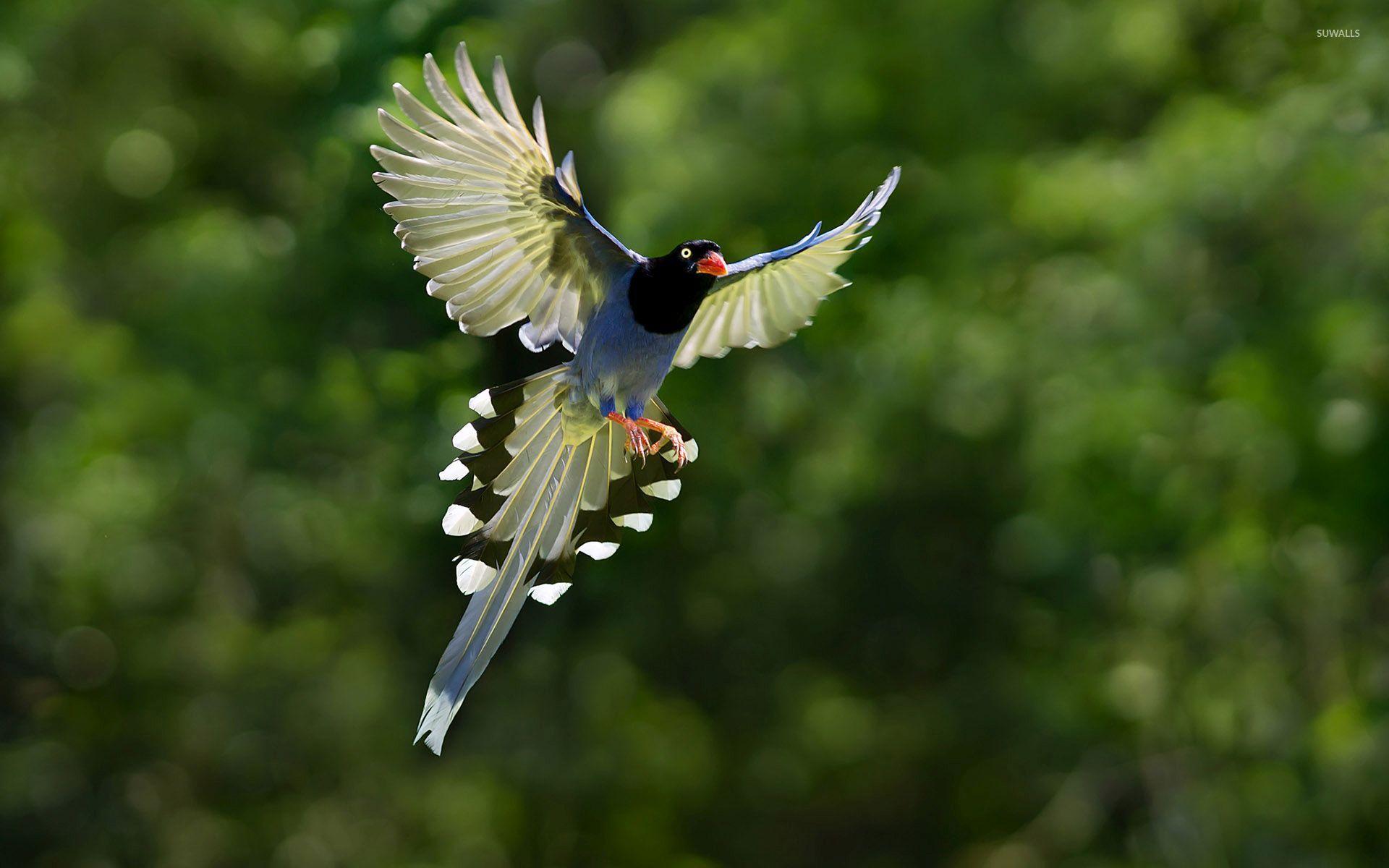 1920x1200 Taiwan blue magpie in flight wallpaper wallpaper