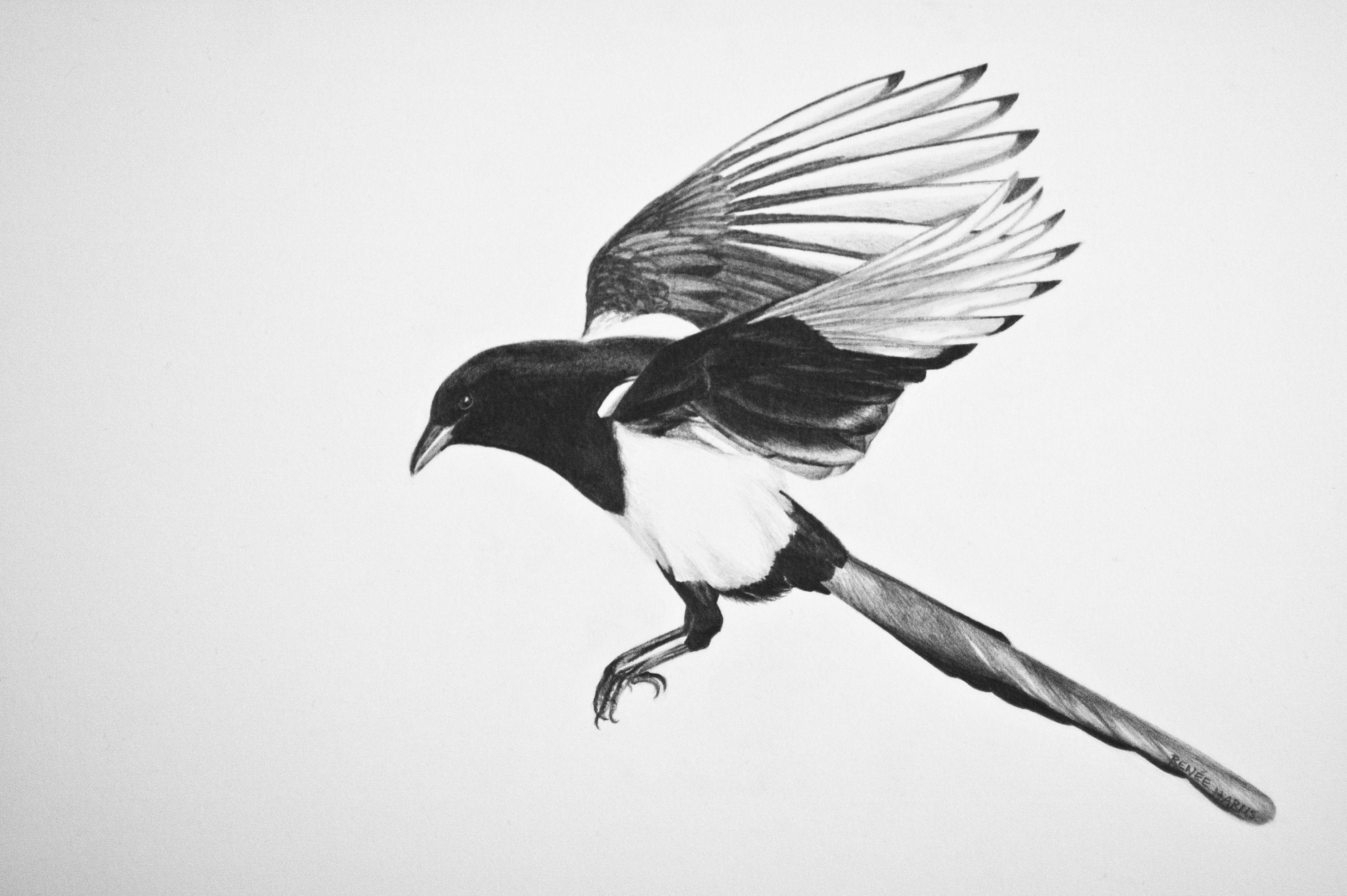 2963x1970 Magpie Wallpaper