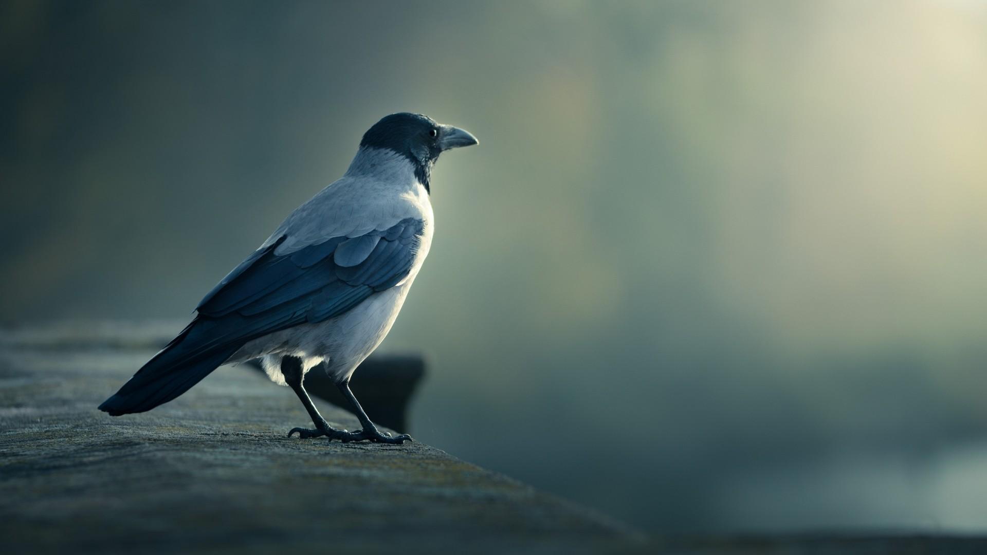 1920x1080 birds, crow, animals, European magpie Gallery HD Wallpaper