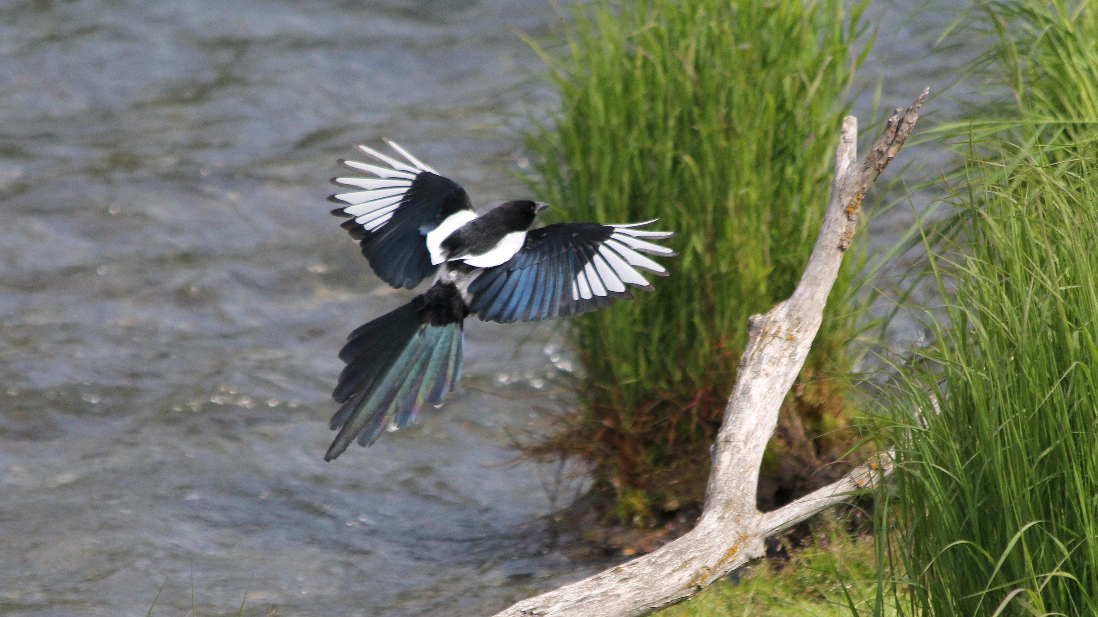 3800x2138 The Black Billed Magpie, Also Known As The American Magpie
