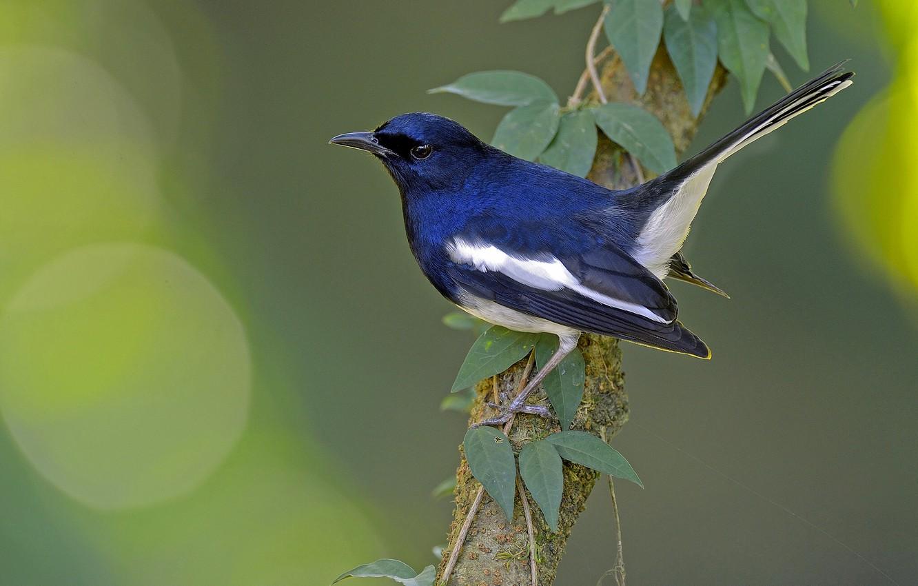 1332x850 Wallpaper bird, branch, magpie Warbler, magpie Shama, thrush image for desktop, section животные