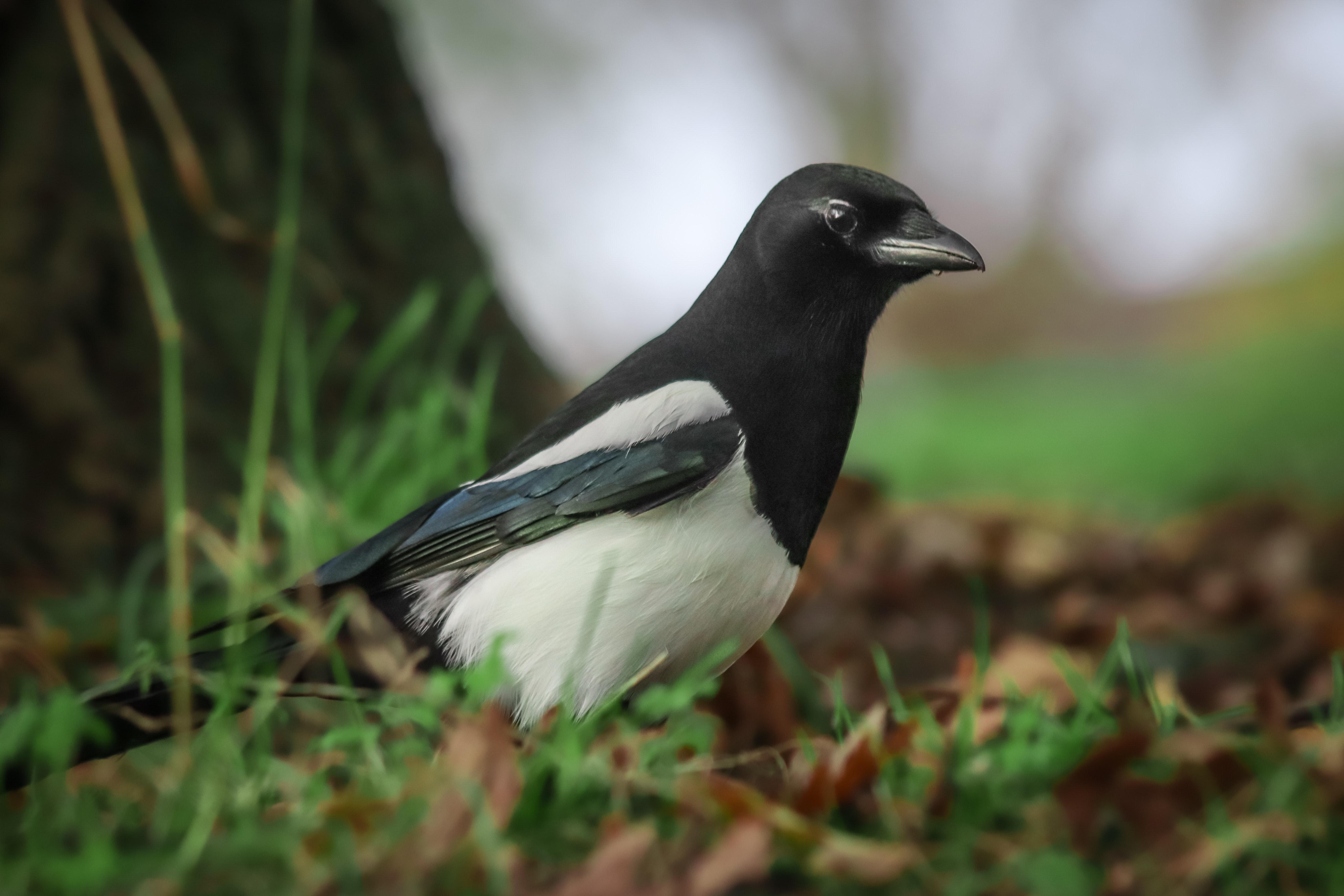 5499x3666 Magpie Photo, Download The BEST Free Magpie & HD Image