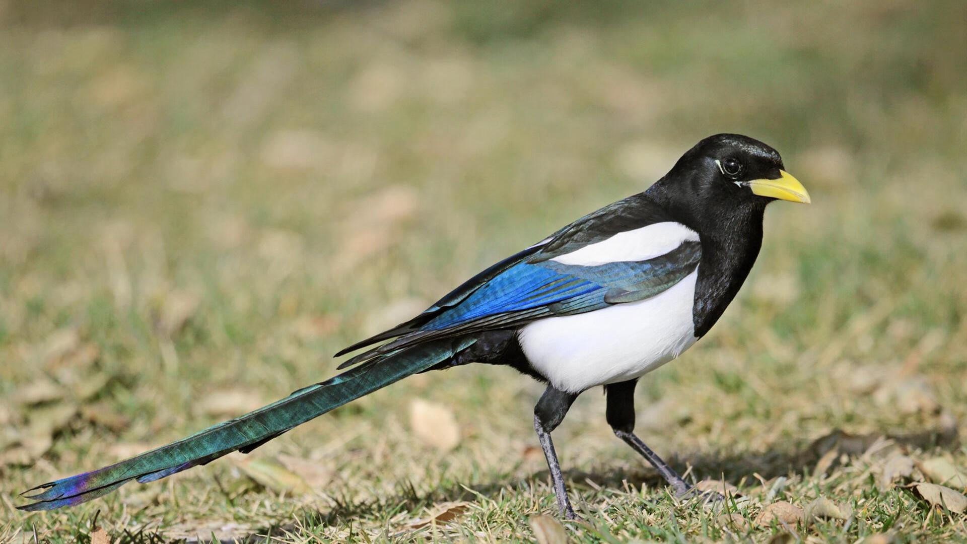 1920x1080 Magpie Background HD Wallpaper 74678
