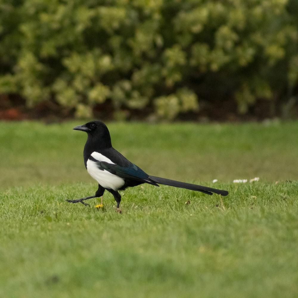 1000x1000 Magpie Picture. Download Free Image