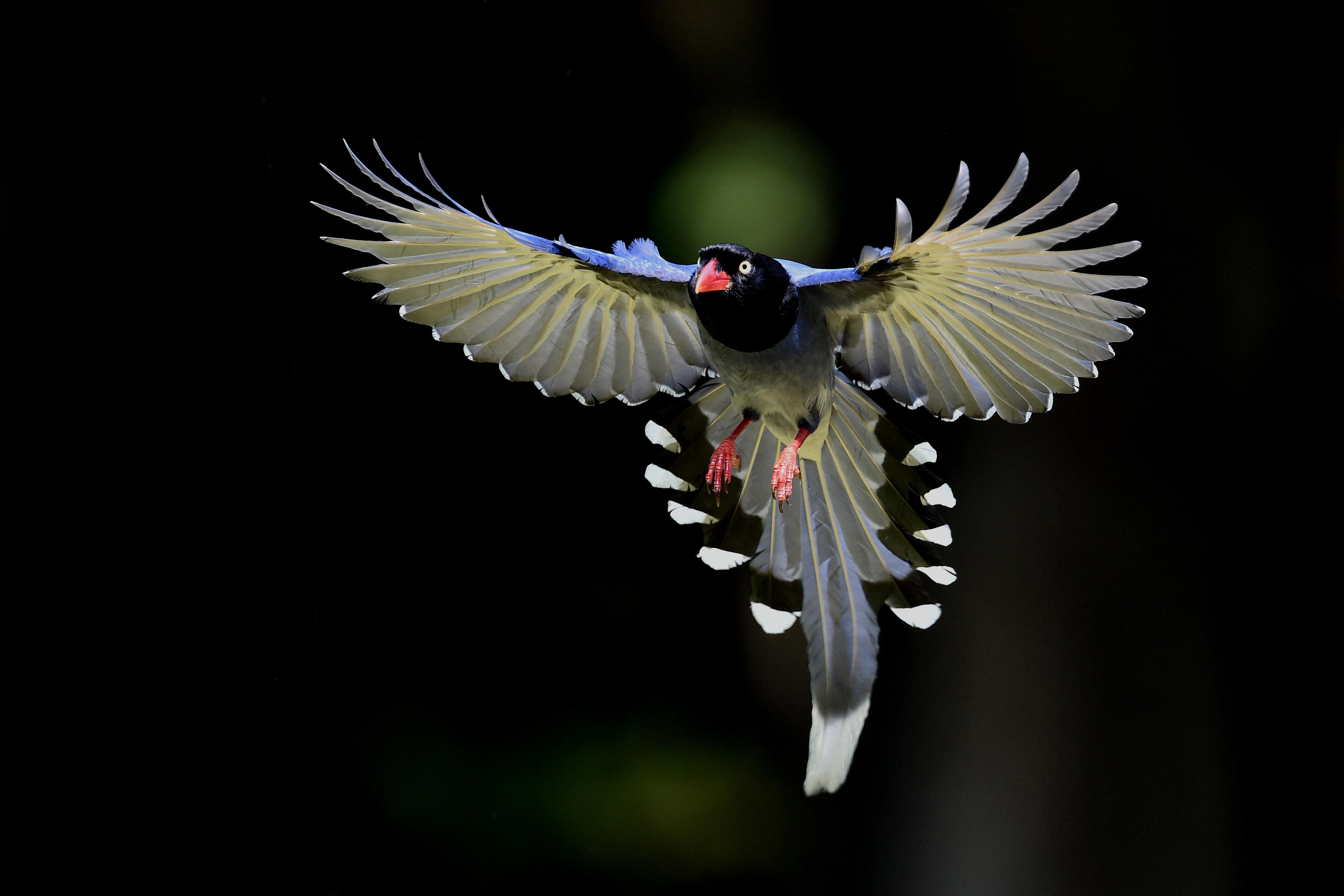 3698x2465 Magpie HD Wallpaper and Background