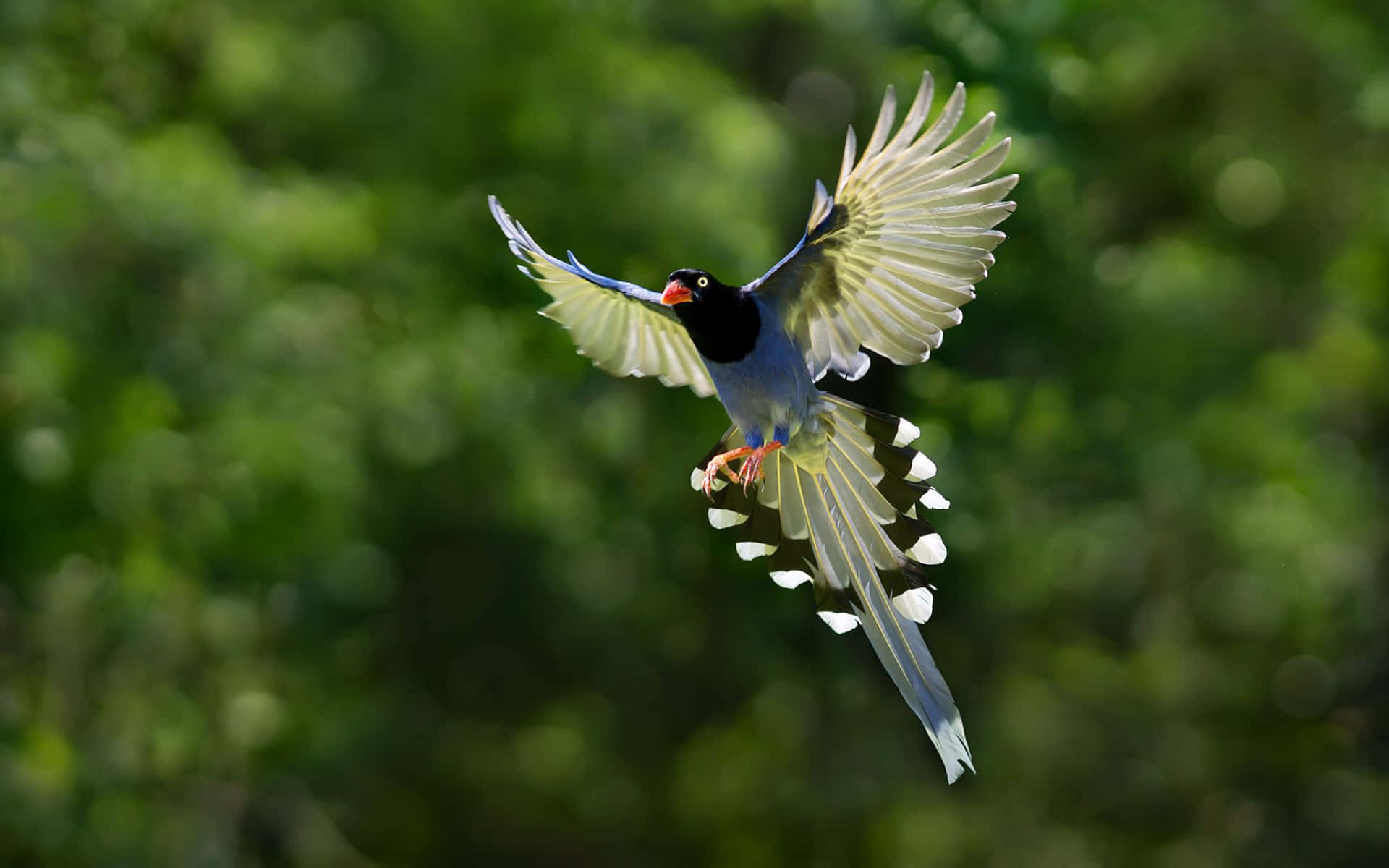 1920x1200 Download Flying Bird Taiwan Blue Magpie Wallpaper