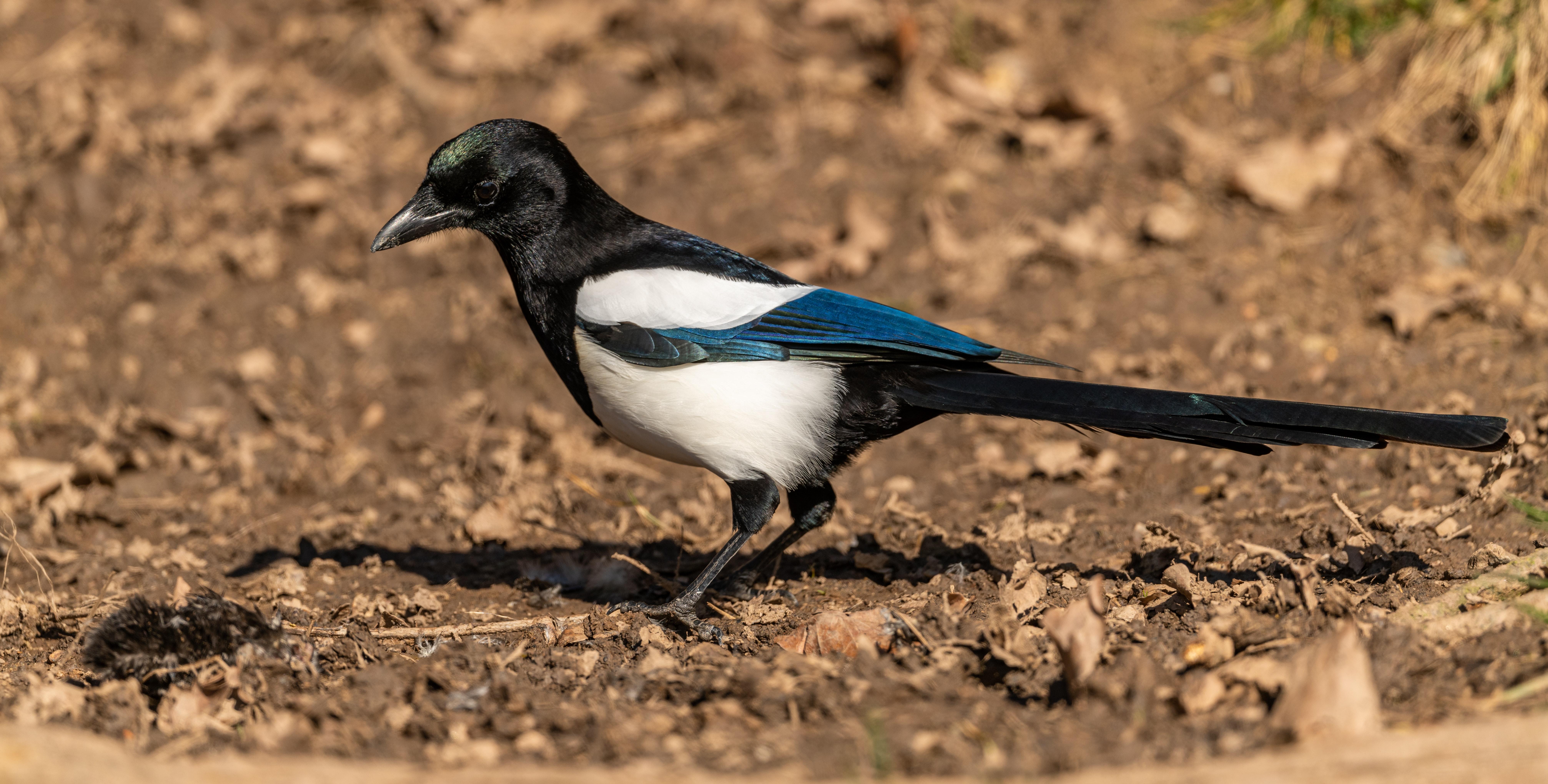8053x4082 Magpie Photo, Download The BEST Free Magpie & HD Image
