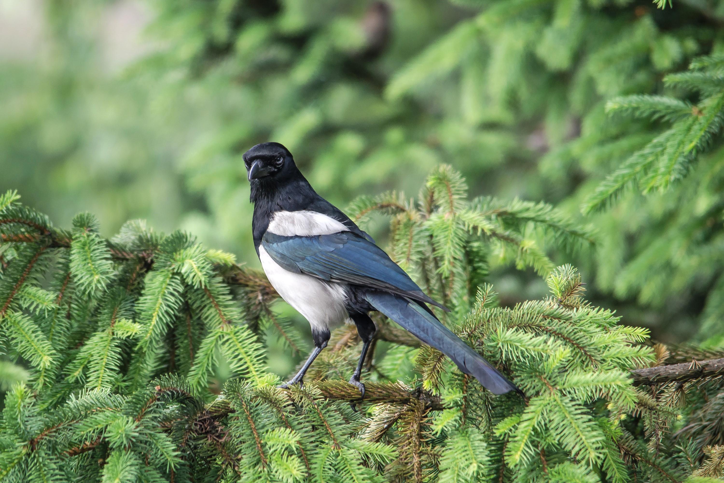 3000x2000 Eurasian magpie, Birds, Eurasian magpie, Spruce, Branches Gallery HD Wallpaper