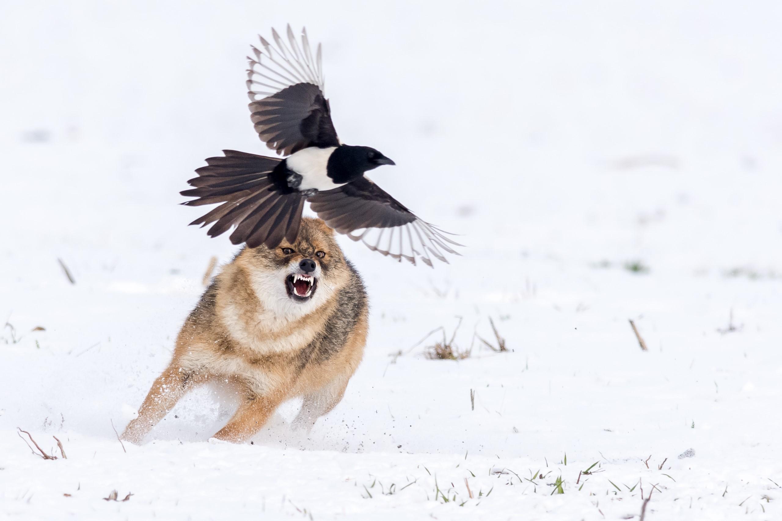 2560x1707 Wallpaper / animals, nature, wildlife, birds, wolf, European magpie free download