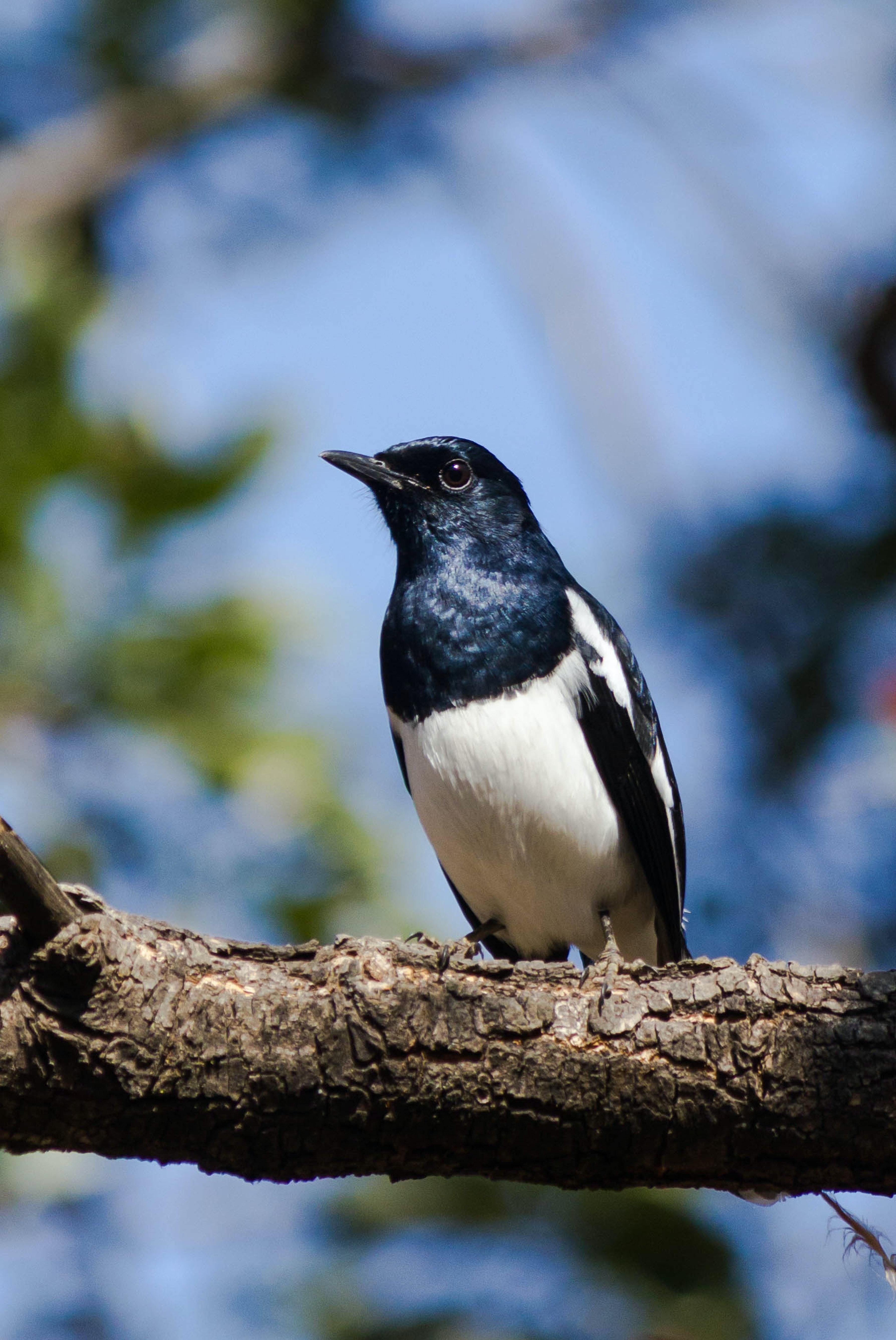 3576x5346 Oriental Magpie Robin Photo, Download The BEST Free Oriental Magpie Robin & HD Image