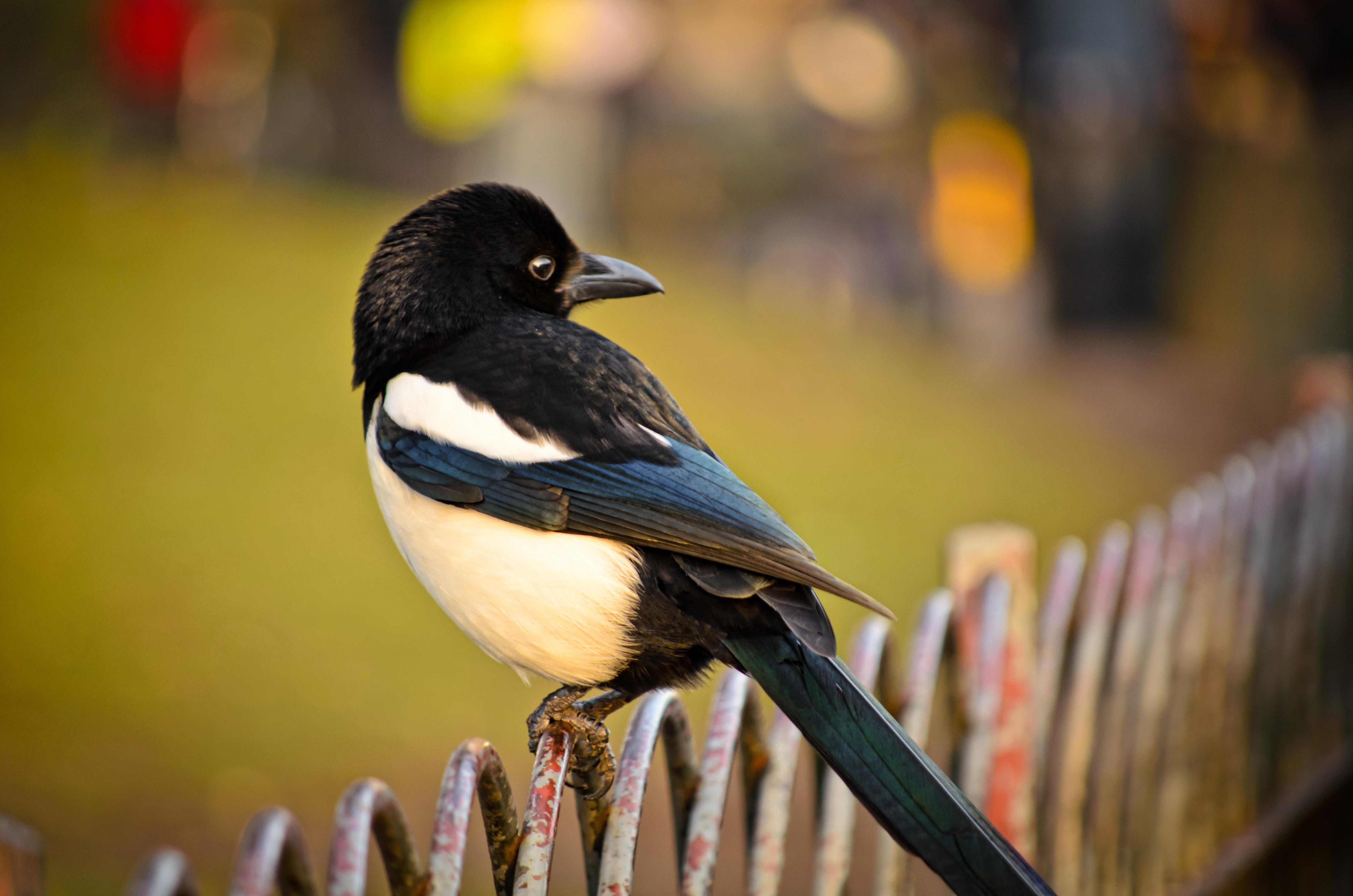 4928x3264 magpie wallpaper