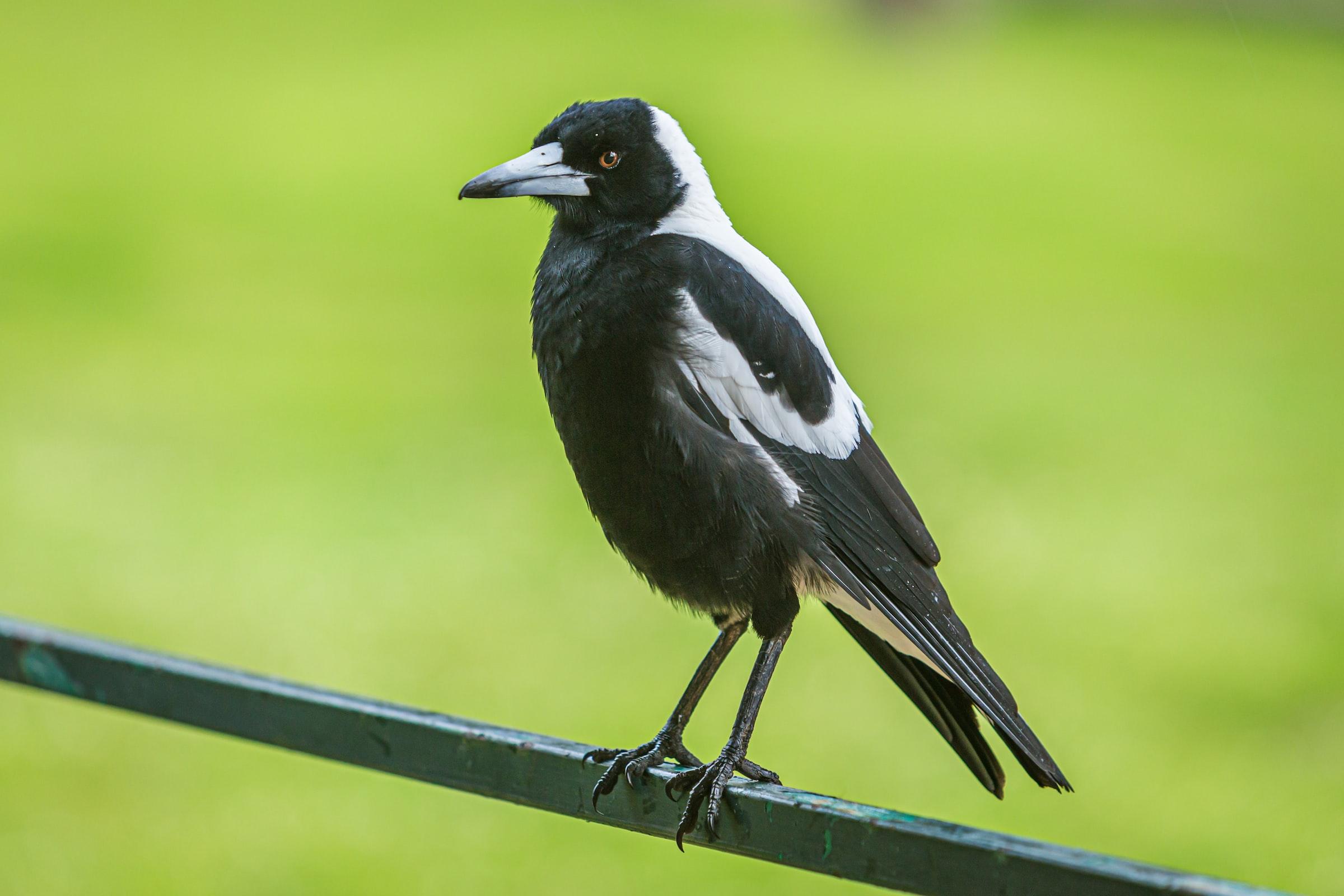 2400x1600 How to survive magpie swooping season. ANU College of Science