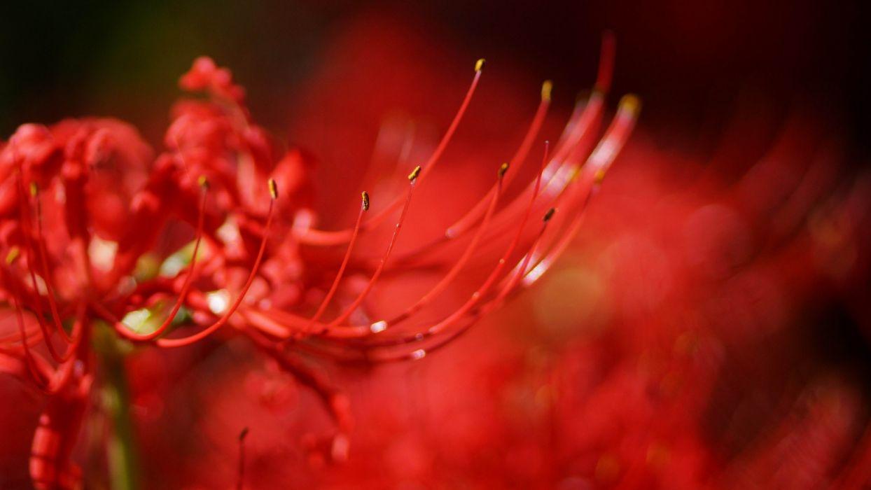 1244x700 Lycoris radiata macro flower red blur wallpaperx1080
