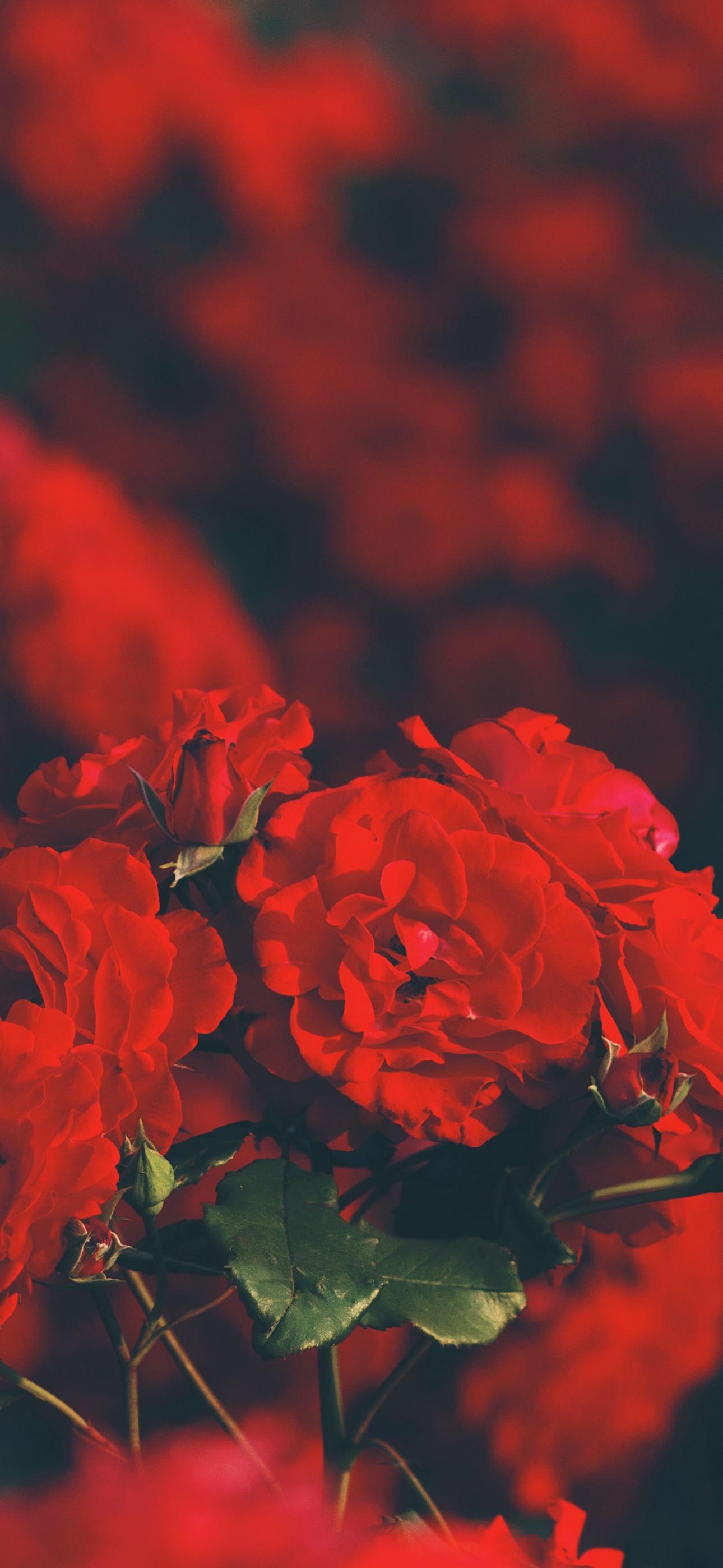 1290x2796 Red flowers Wallpaper 4K, Floral, Blur background, Flowers