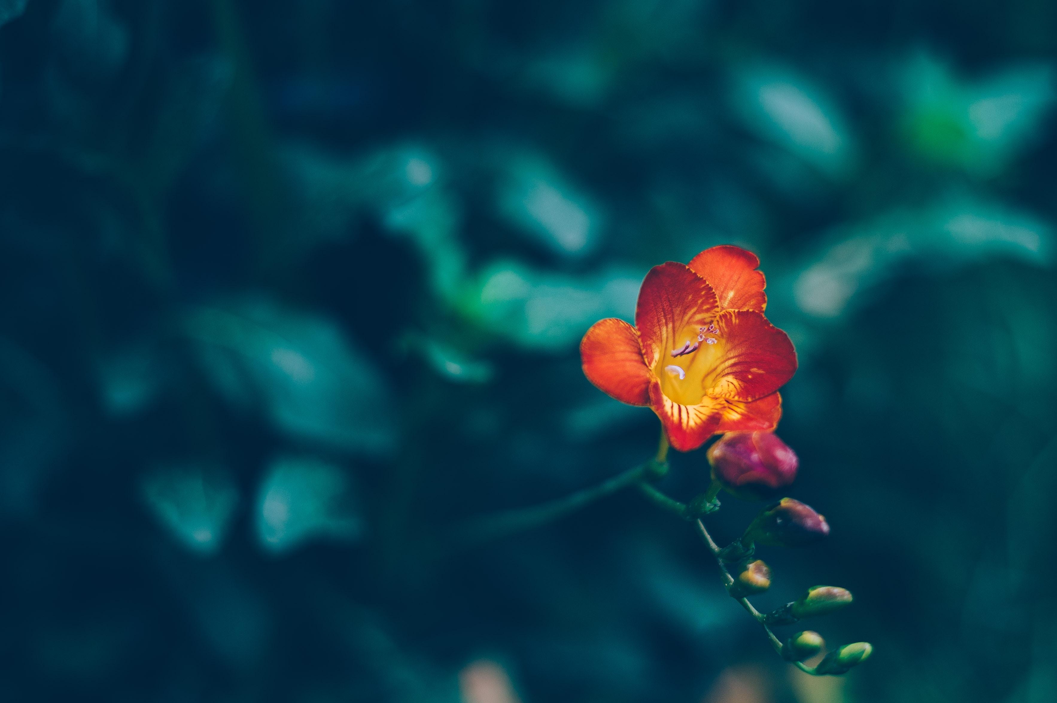 3533x2351 HD desktop wallpaper: Blur, Smooth, Flower, Flowers download free picture