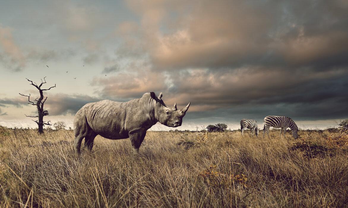 1172x699 Rhino and Zebra in Grasslands