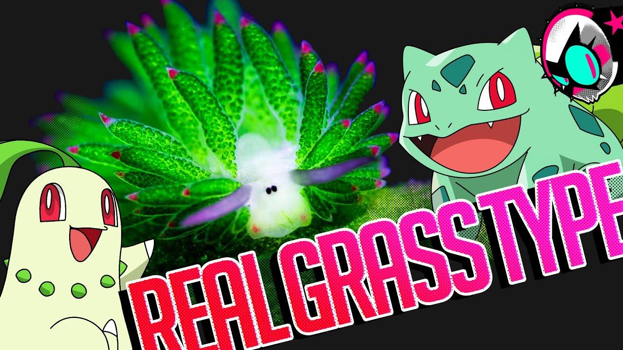 1280x720 This Creature Makes Grass Type Pokémon Possible!