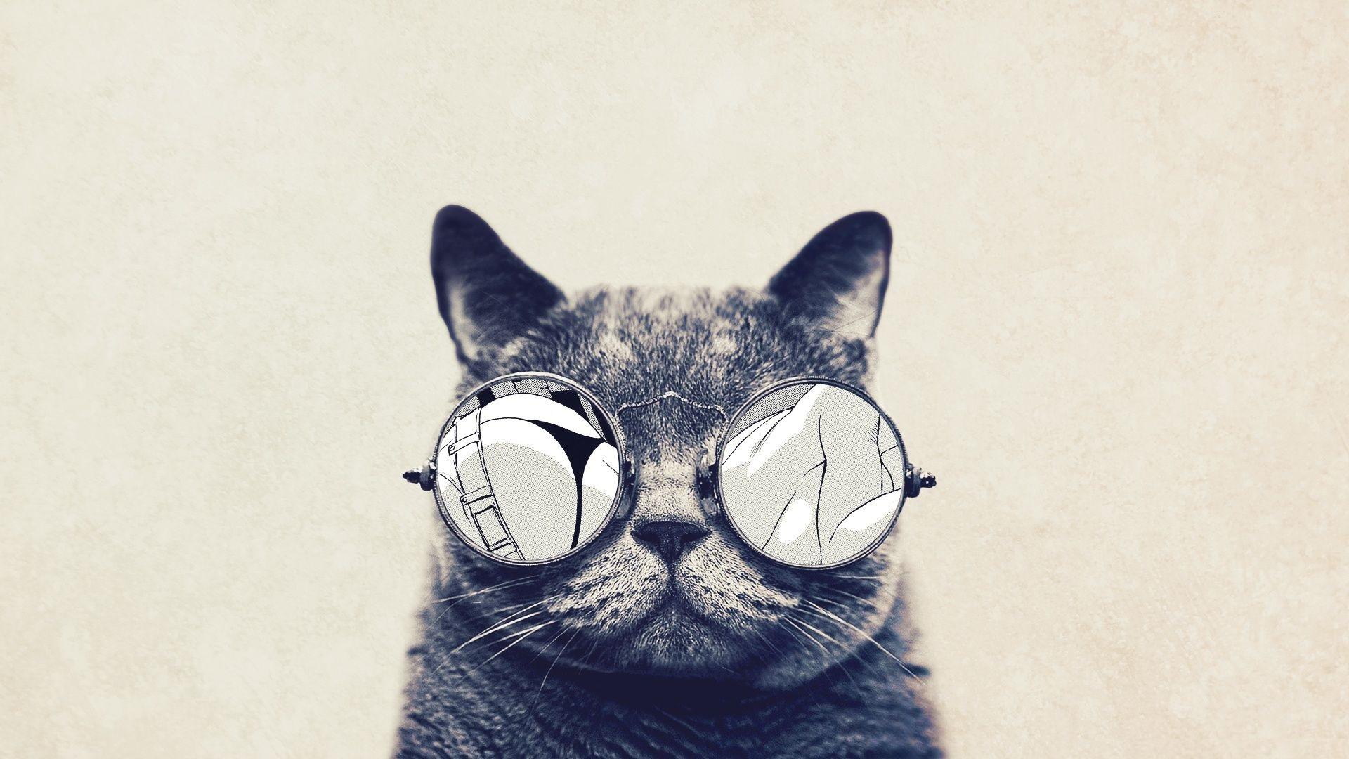 1920x1080 Cat Wallpaper HD For Desktop