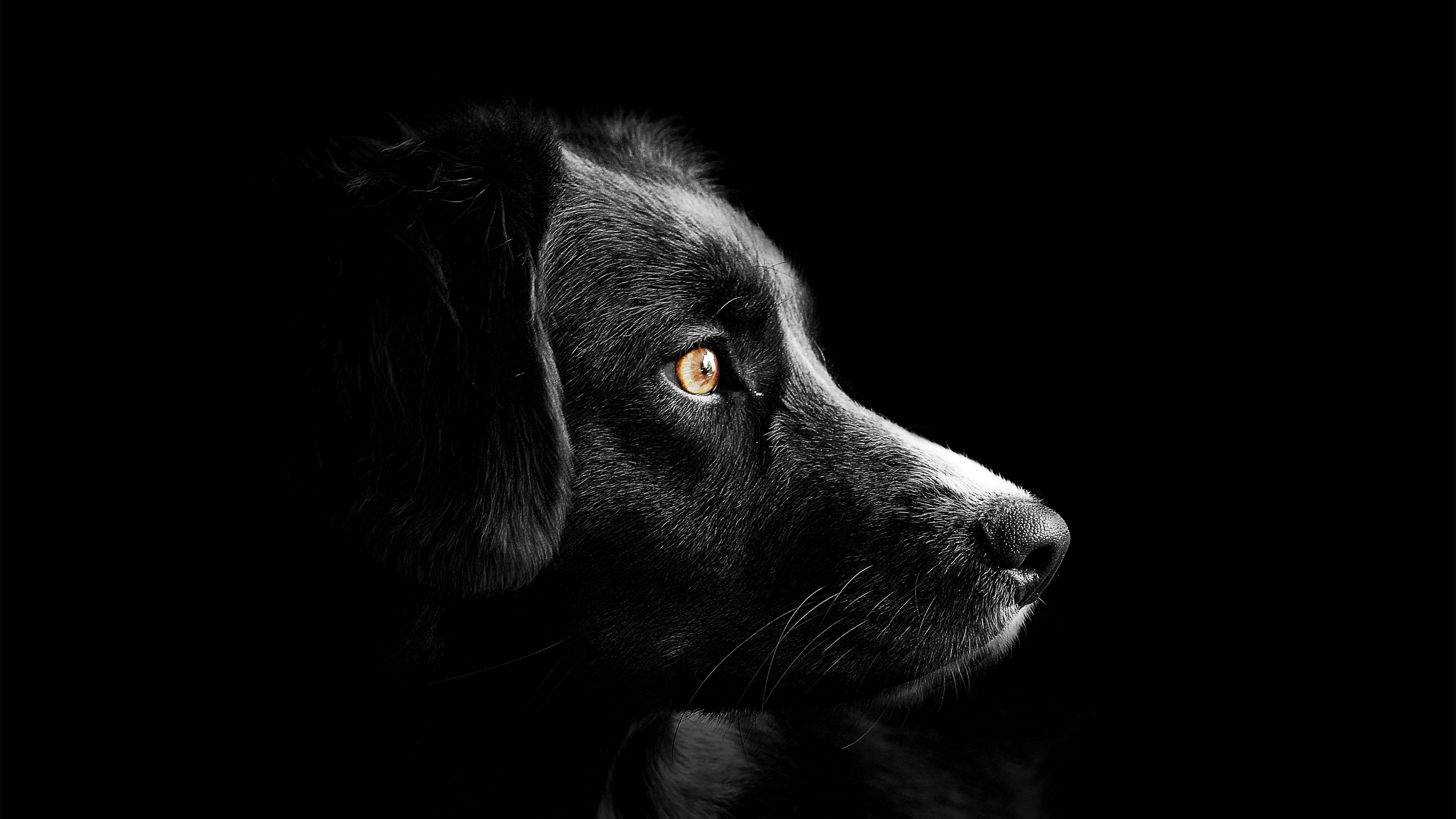 6016x3384 Black dog Wallpaper 4K, Cute puppies, Animals